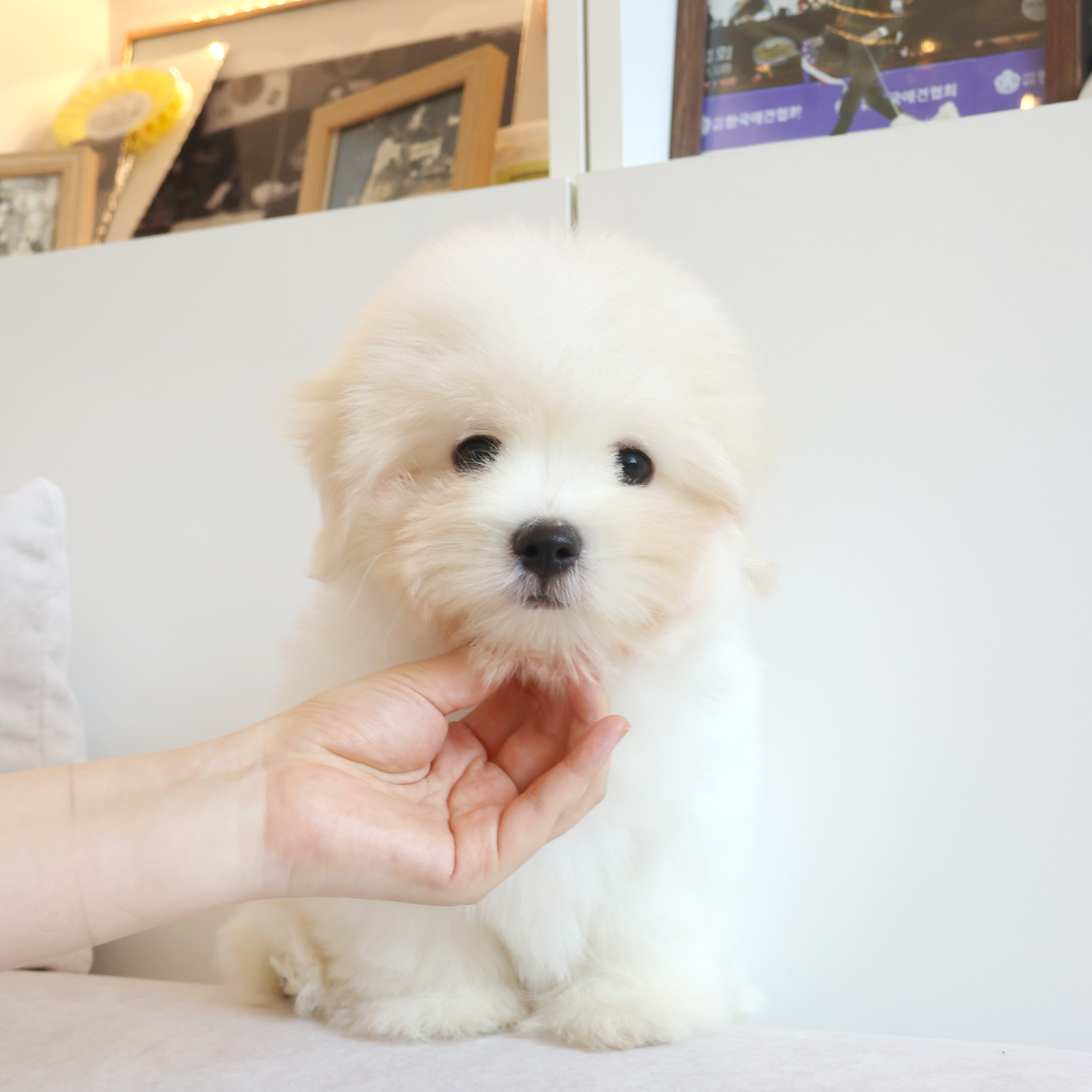 Coton de Tulear - 망고