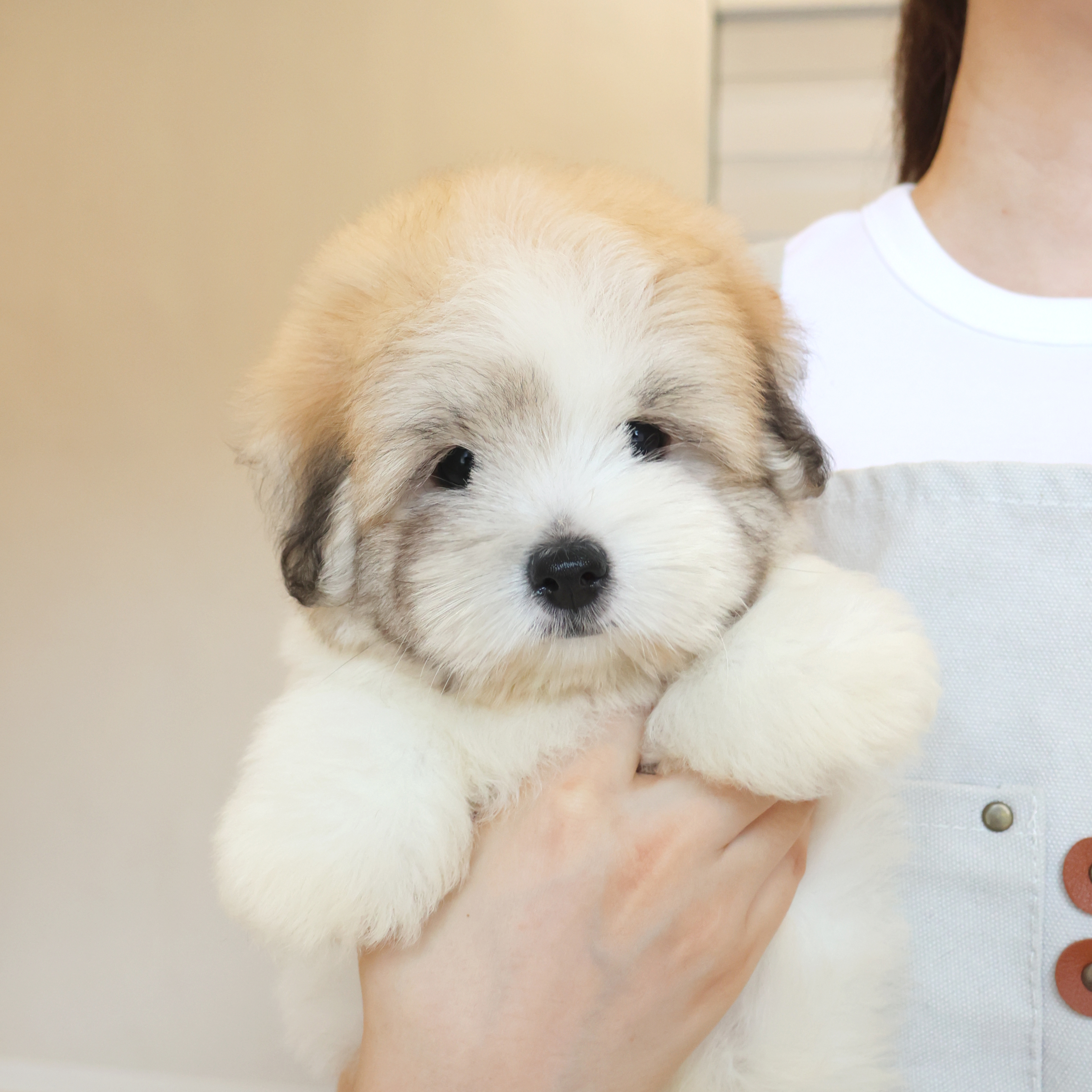 Coton de Tulear - 앙꼬