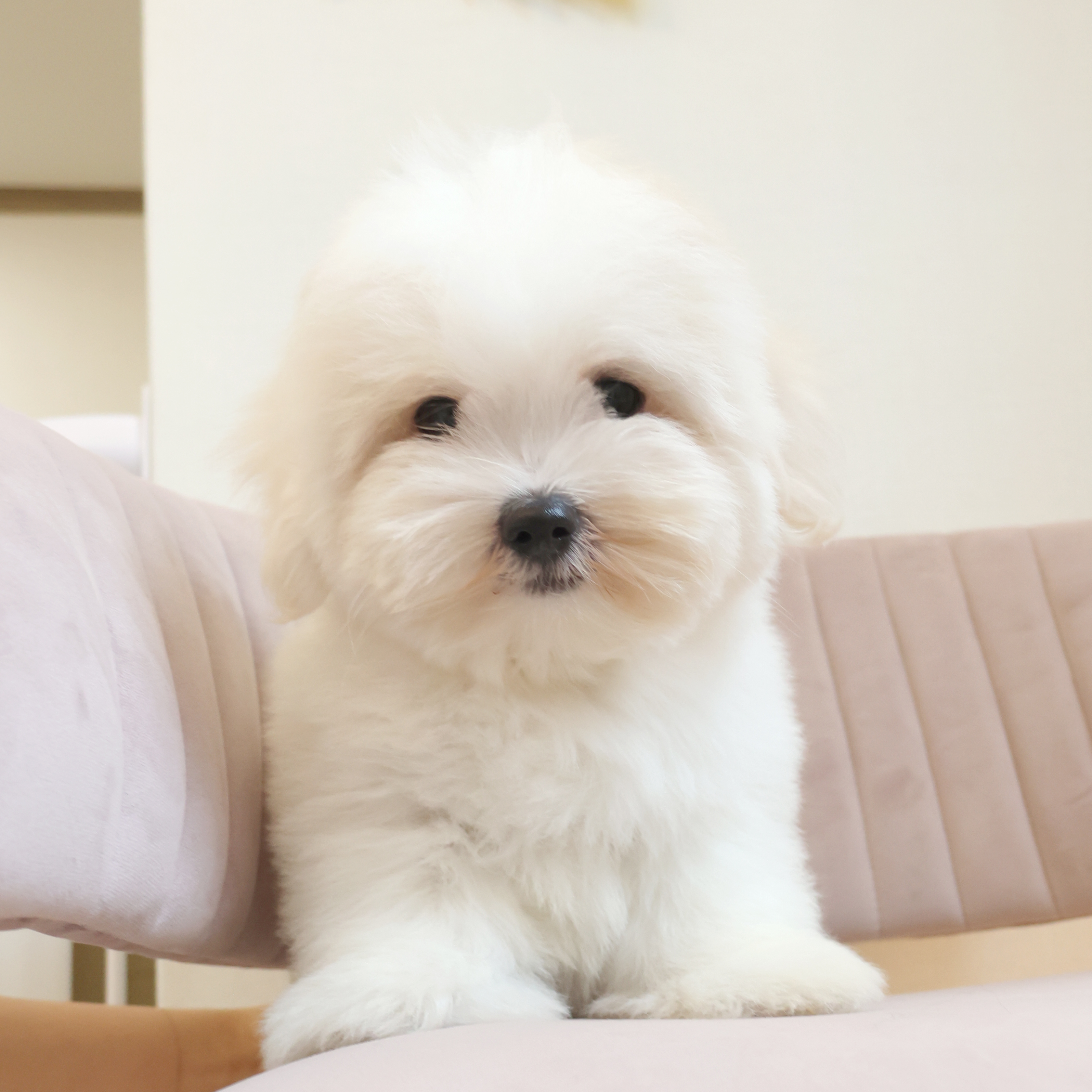 Coton de Tulear - 모모