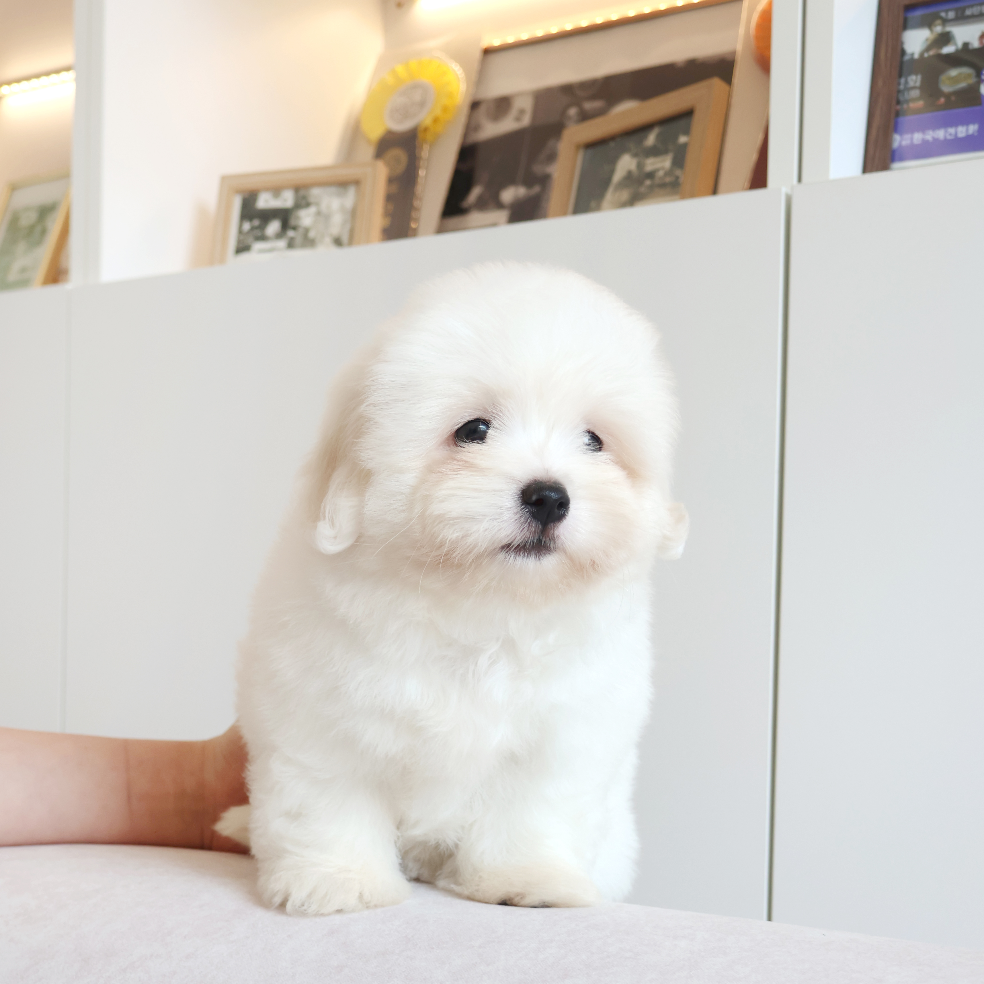 Coton de Tulear - 치치