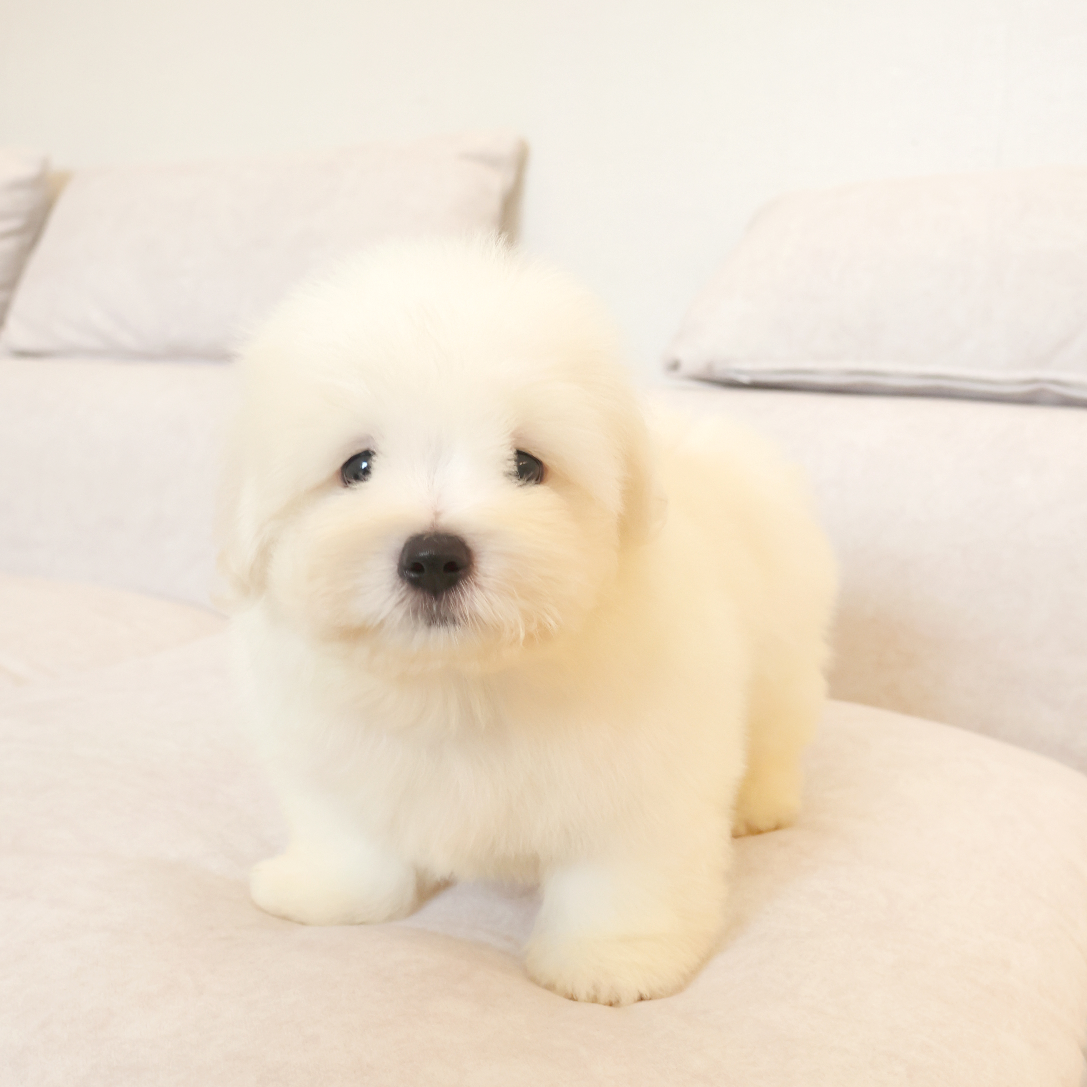 Coton de Tulear - 리안