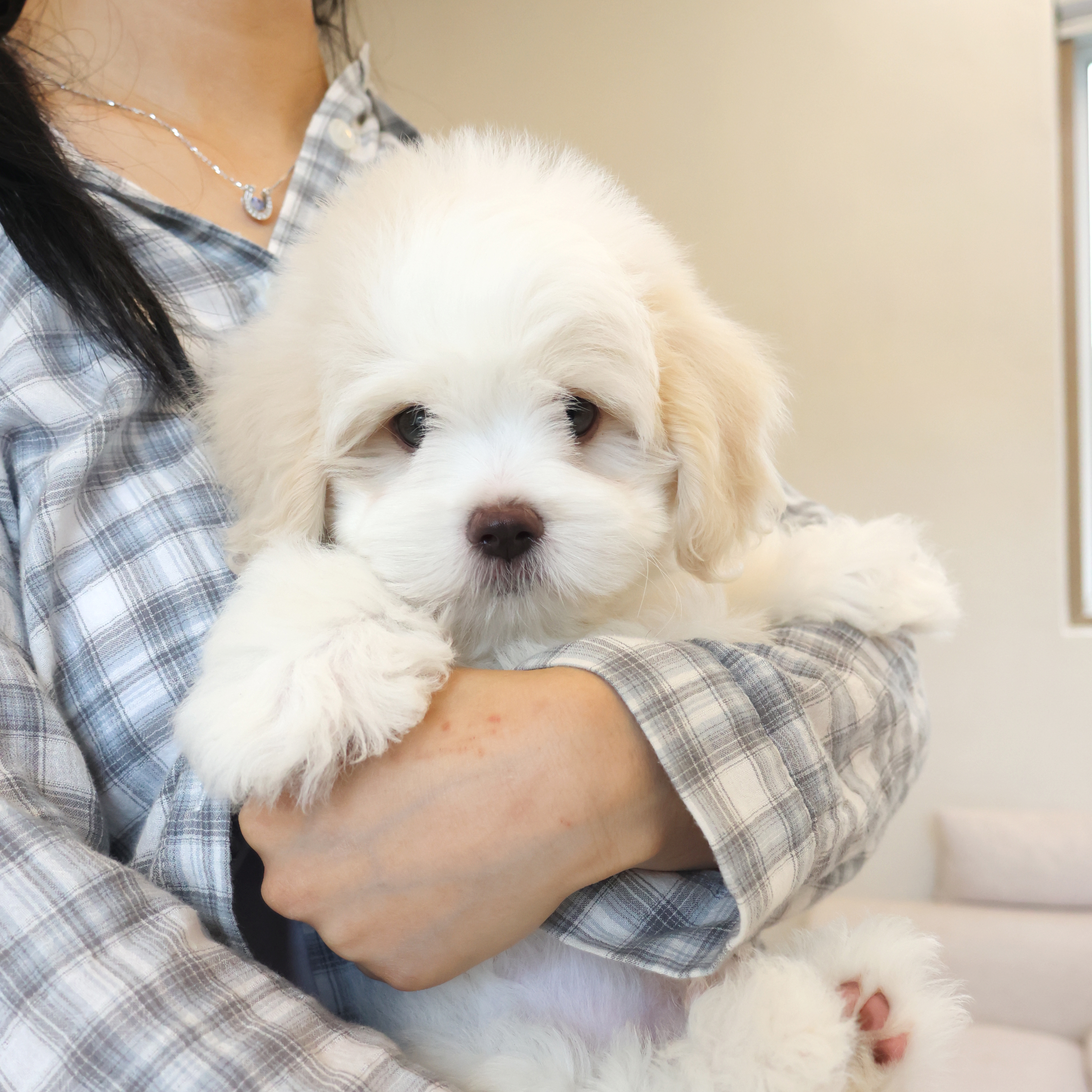 Coton de Tulear - 포포