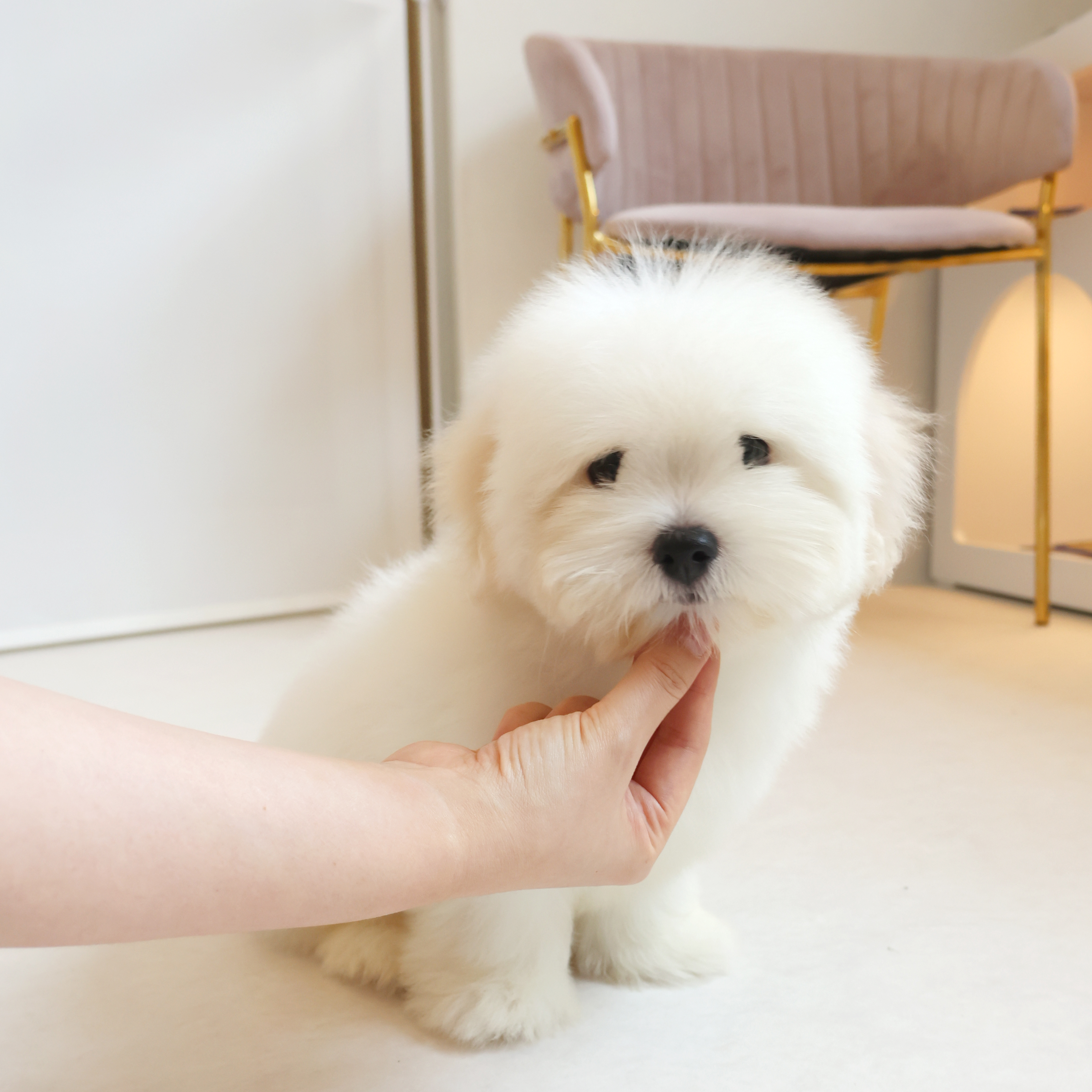 Coton de Tulear - 밍크