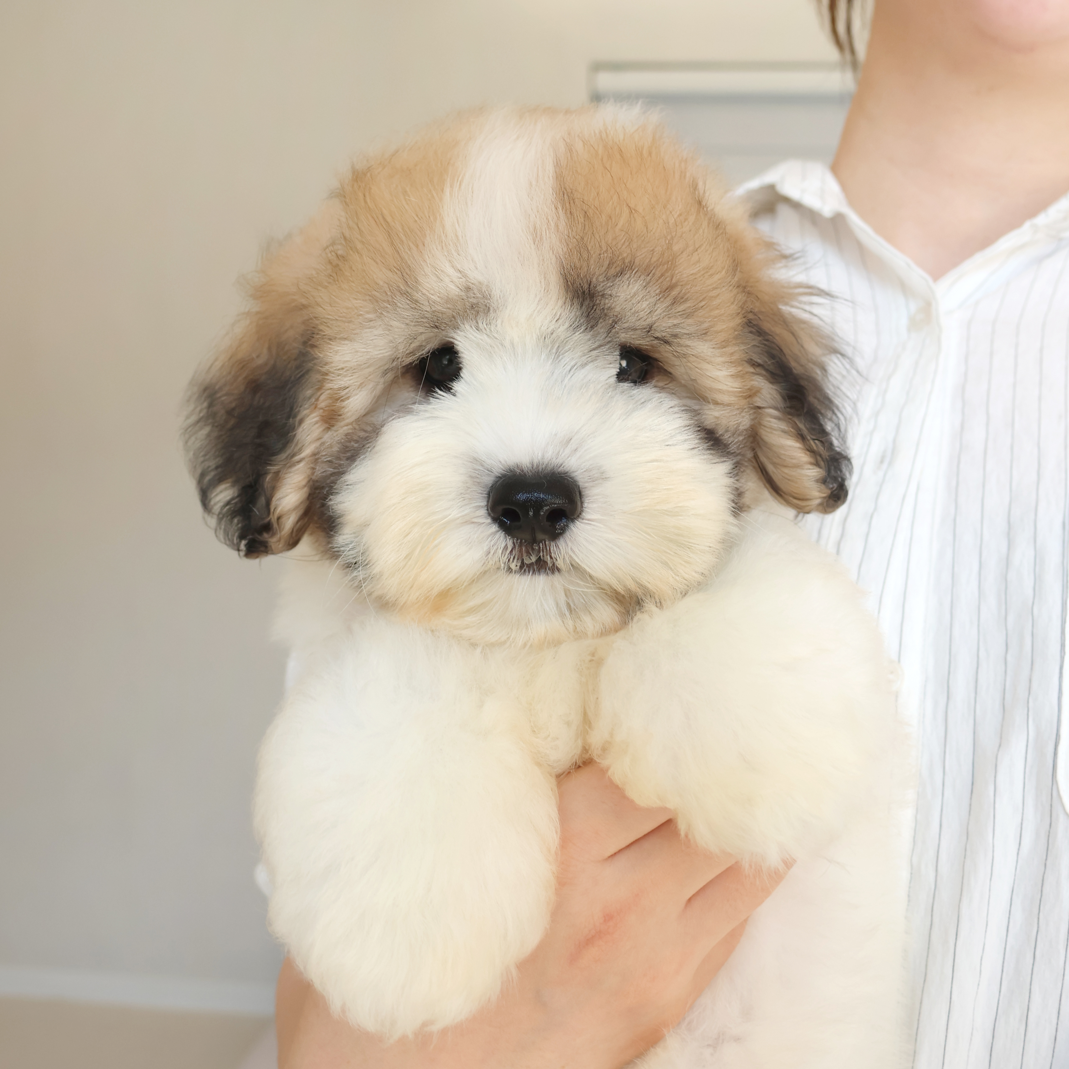 Coton de Tulear - 수달이