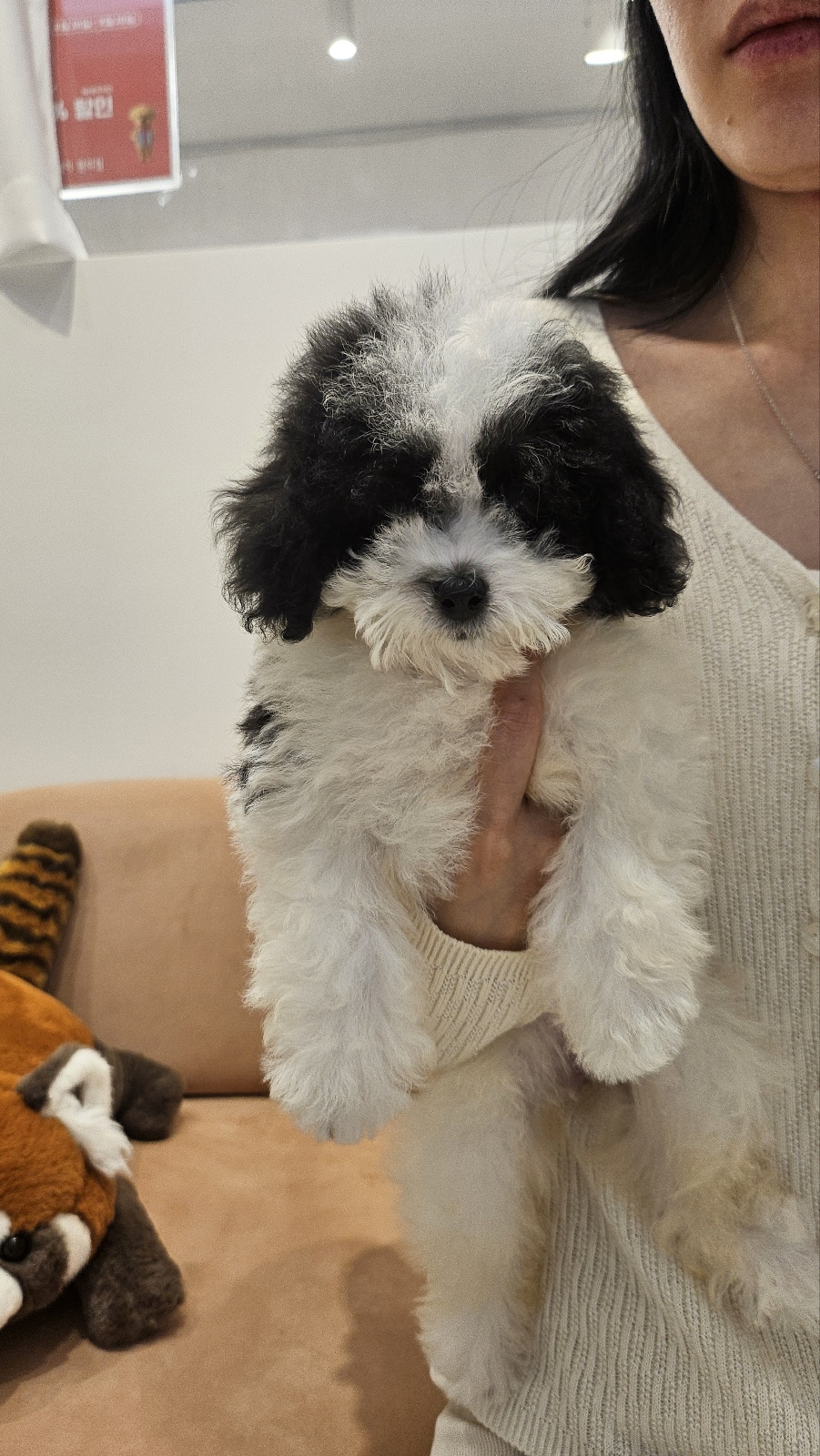 분양후기]09-05 토이푸들 분양후기 : 강아지를 진심으로 사랑하는 소녀에서 시작된 브랜드, YOURPET (유어펫) 고객후기, image size:901x1600