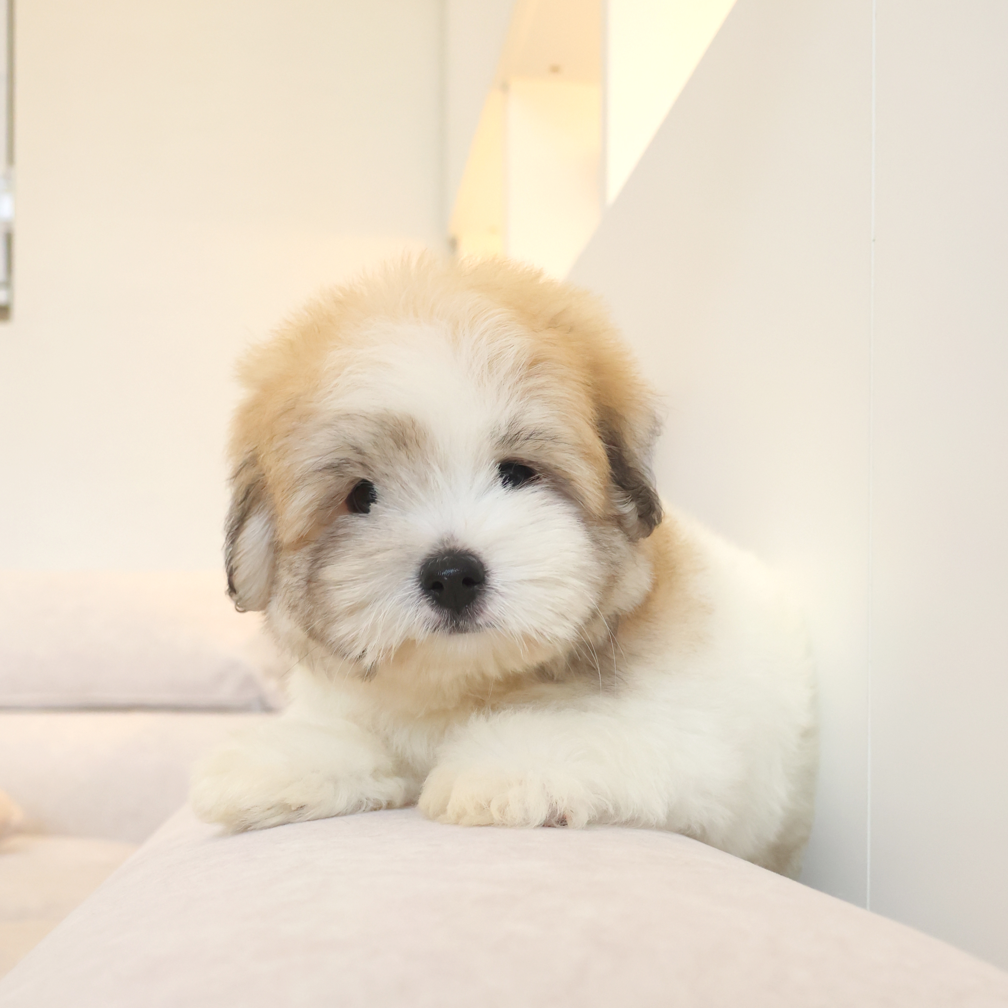 Coton de Tulear - 앙꼬