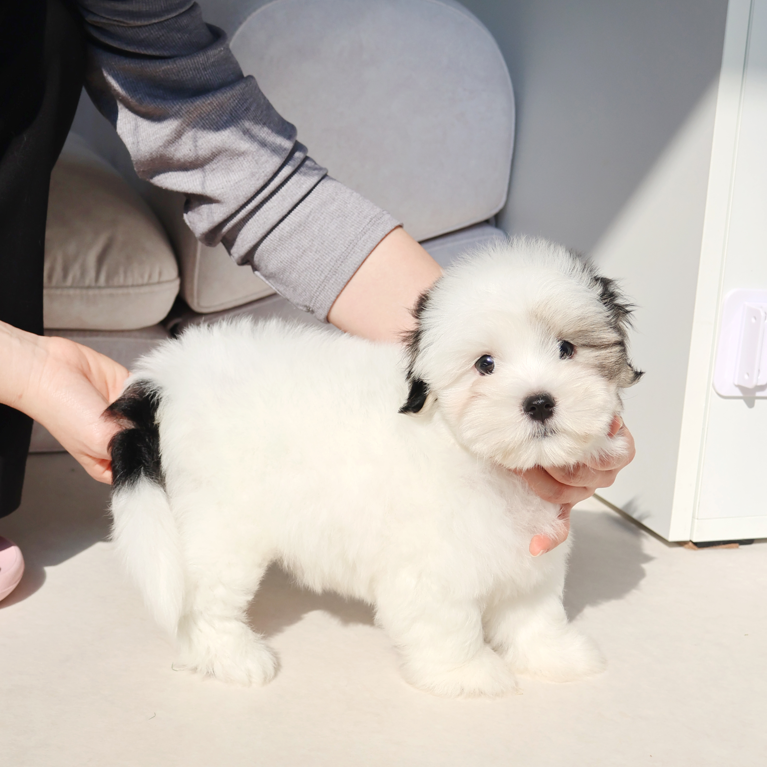 Coton de Tulear - 페퍼