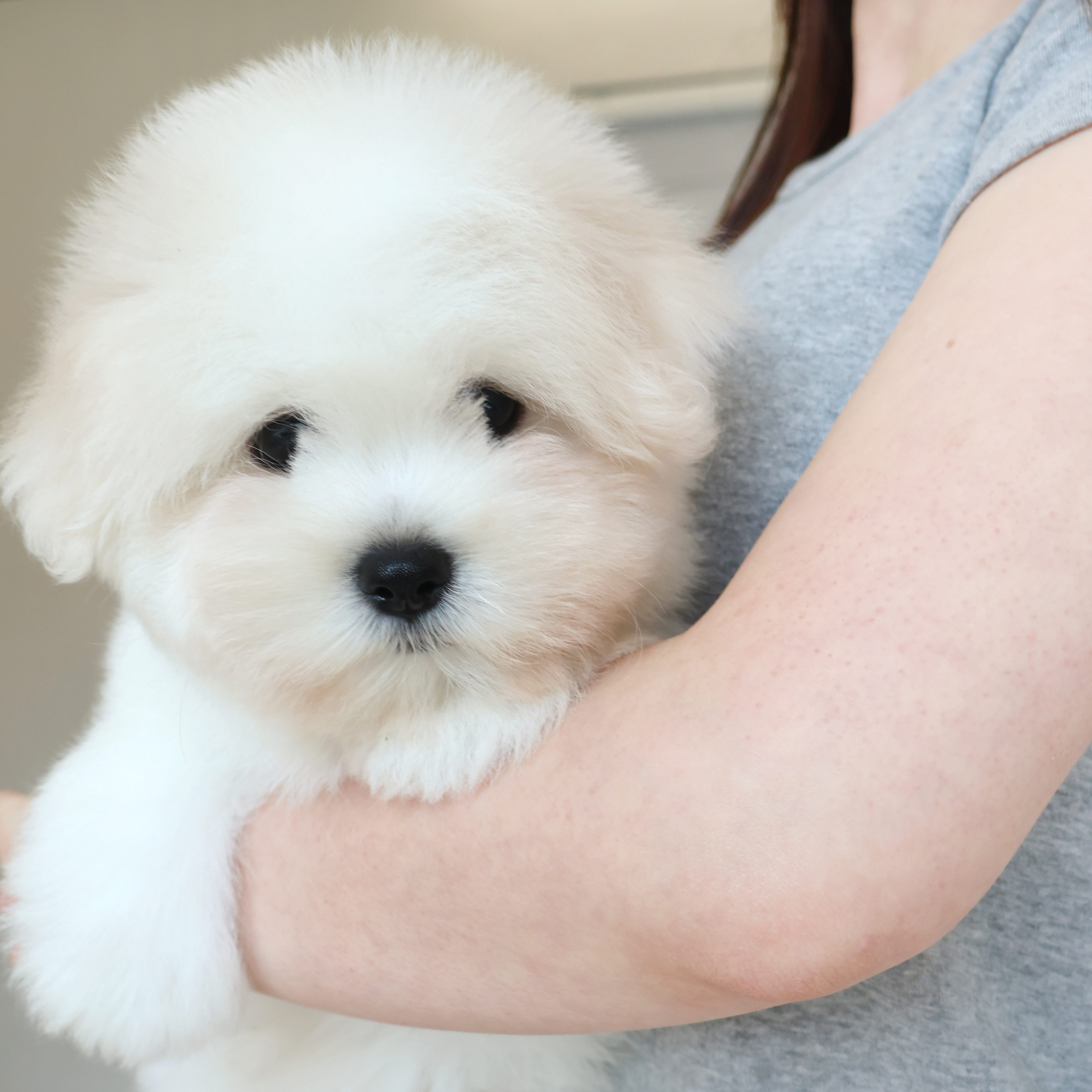 Coton de Tulear - 율무