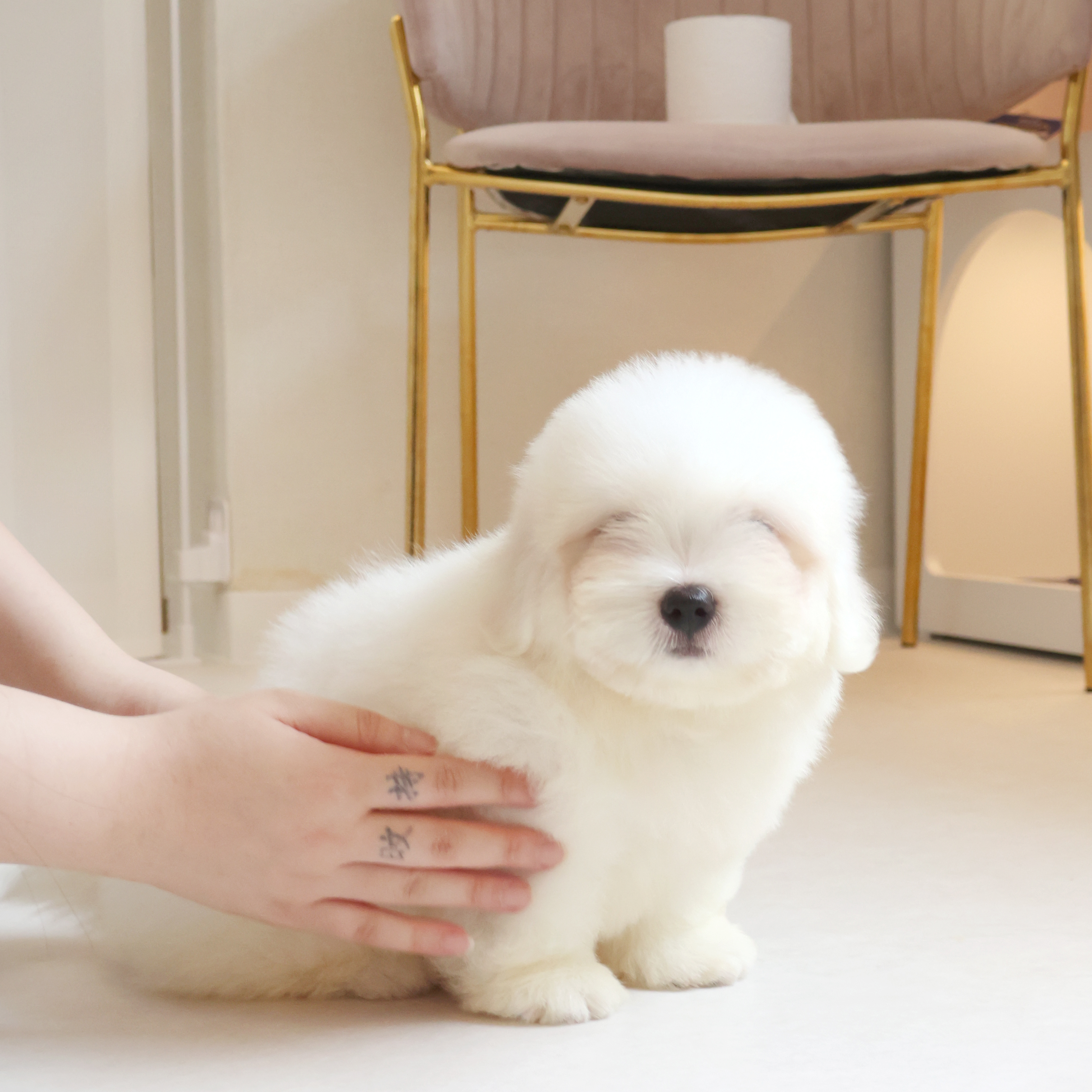 Coton de Tulear -제트