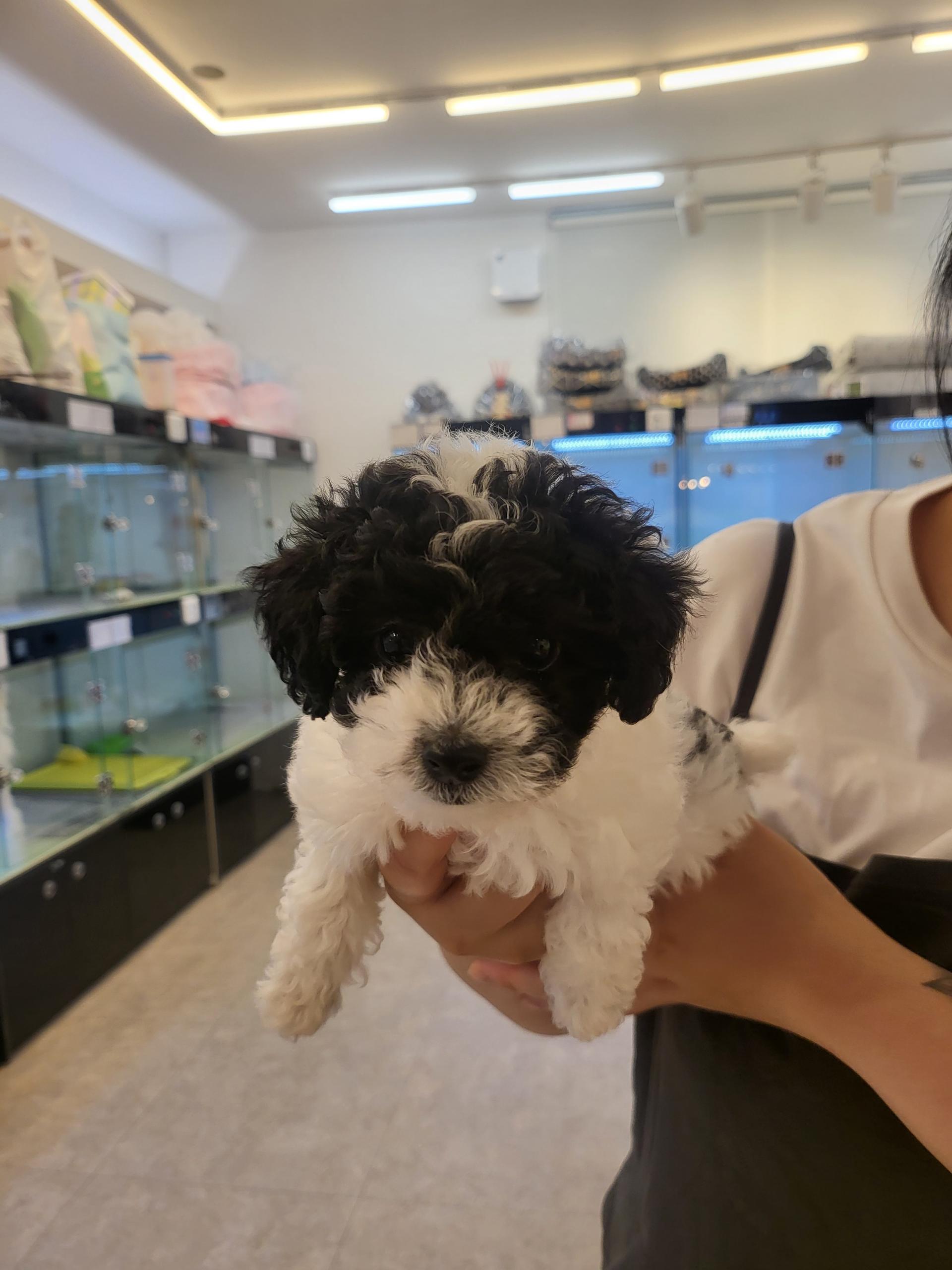 분양후기] 06-20 토이푸들 분양후기 : 강아지를 진심으로 사랑하는 소녀에서 시작된 브랜드, YOURPET (유어펫) 고객후기, image size:1920x2560