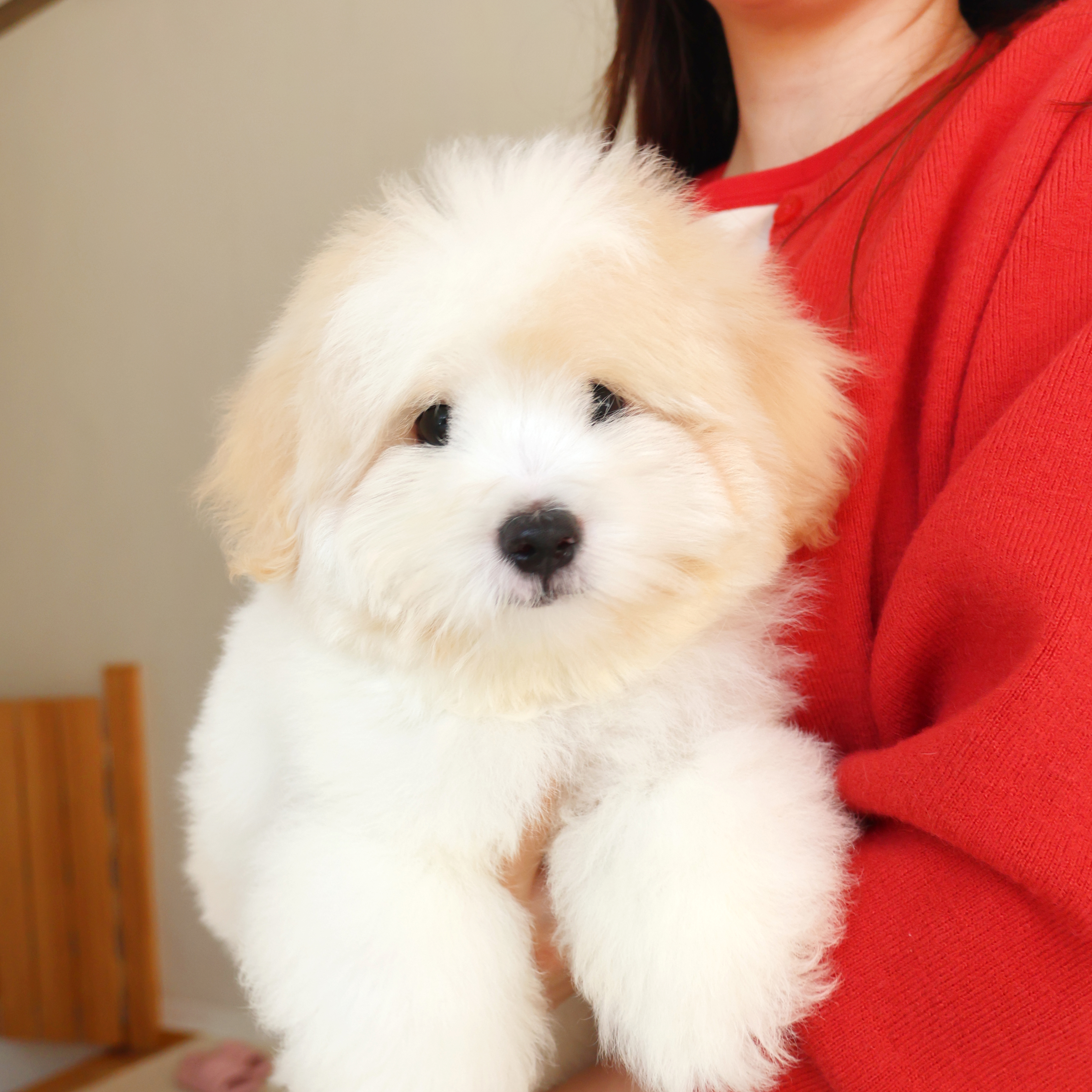 Coton de Tulear - 버터