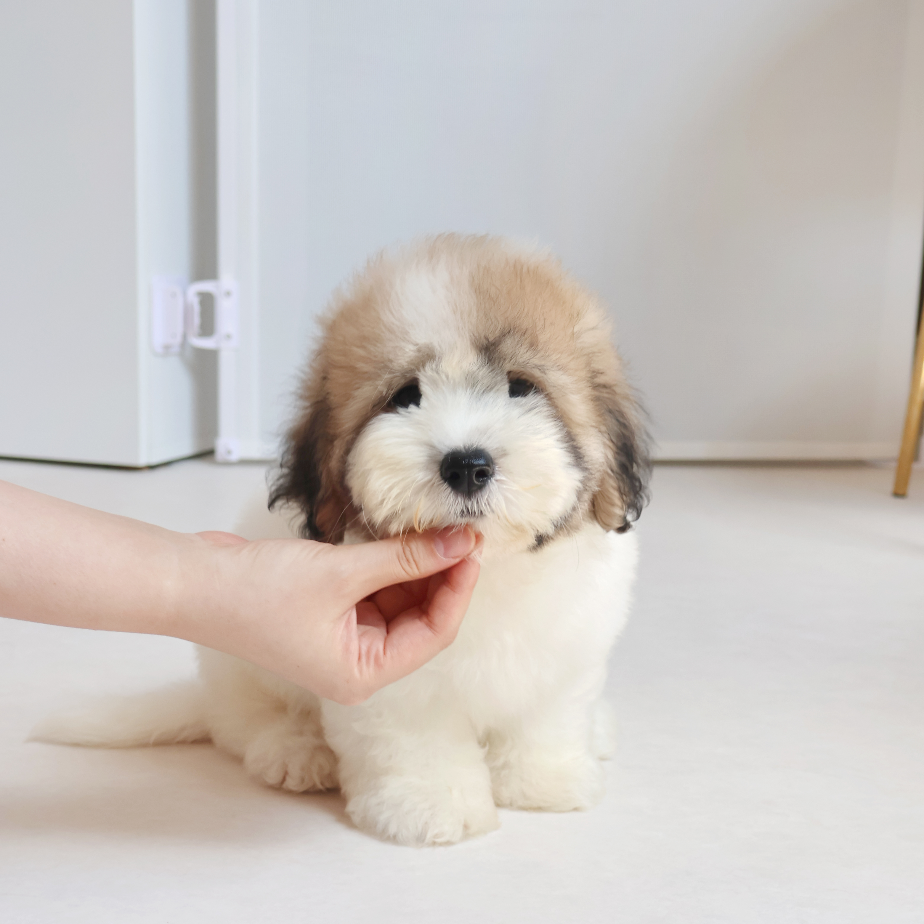 Coton de Tulear - 수달이