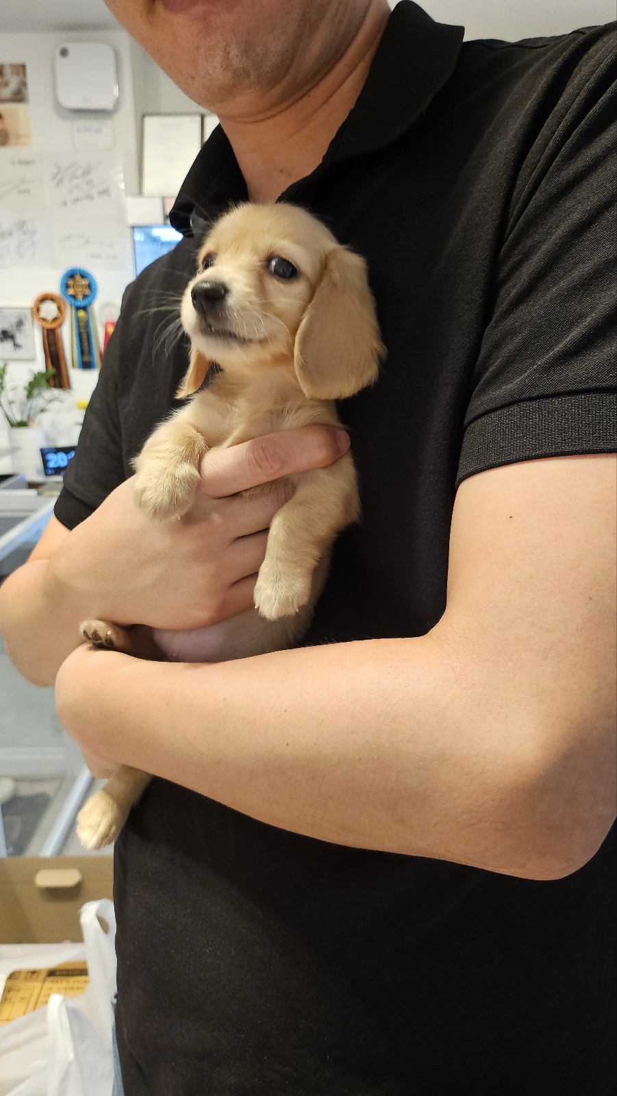 분양후기]09-06 닥스훈트 분양후기 : 강아지를 진심으로 사랑하는 소녀에서 시작된 브랜드, YOURPET (유어펫) 고객후기, image size:901x1600