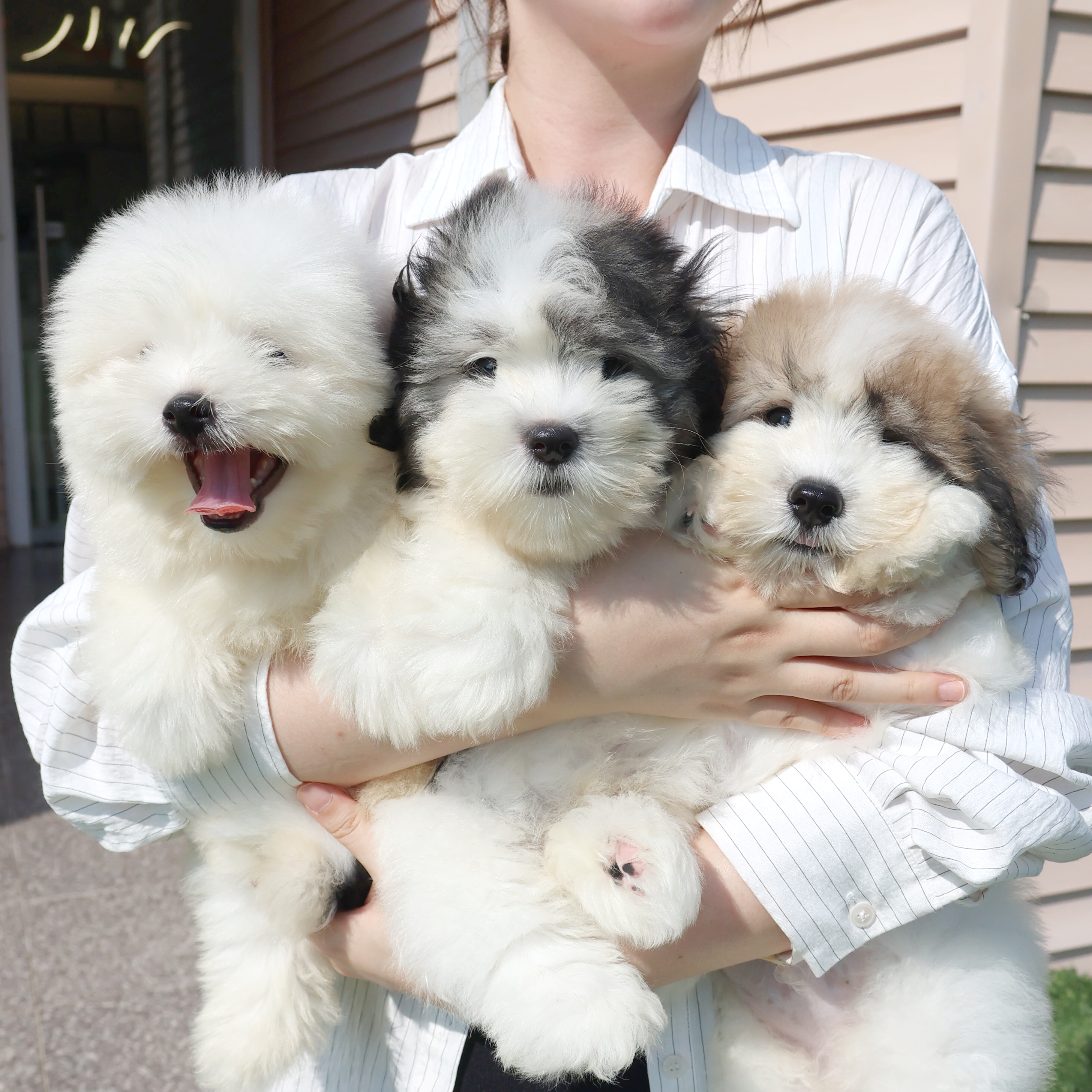 Coton de Tulear - 해달이