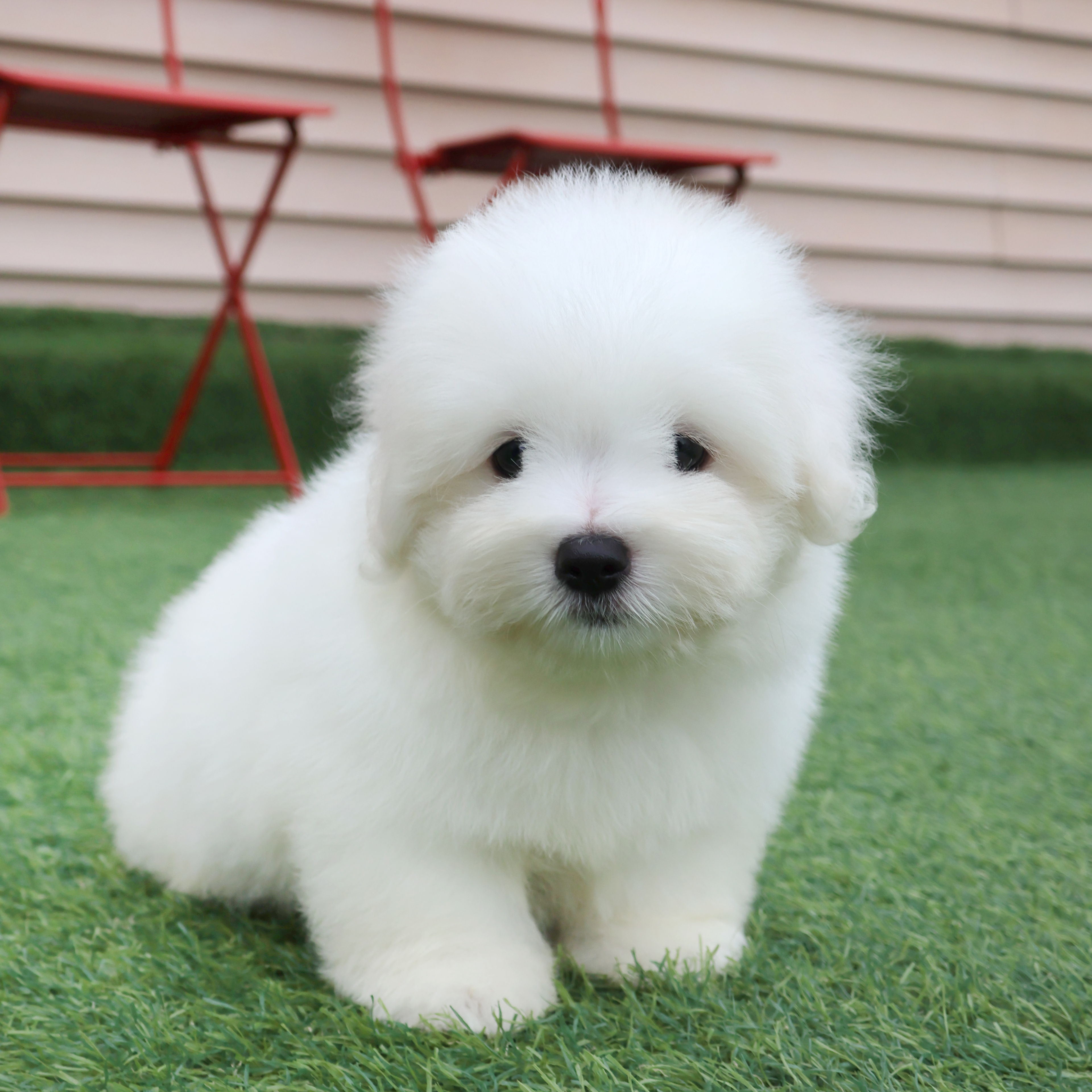 Coton de Tulear - 리안