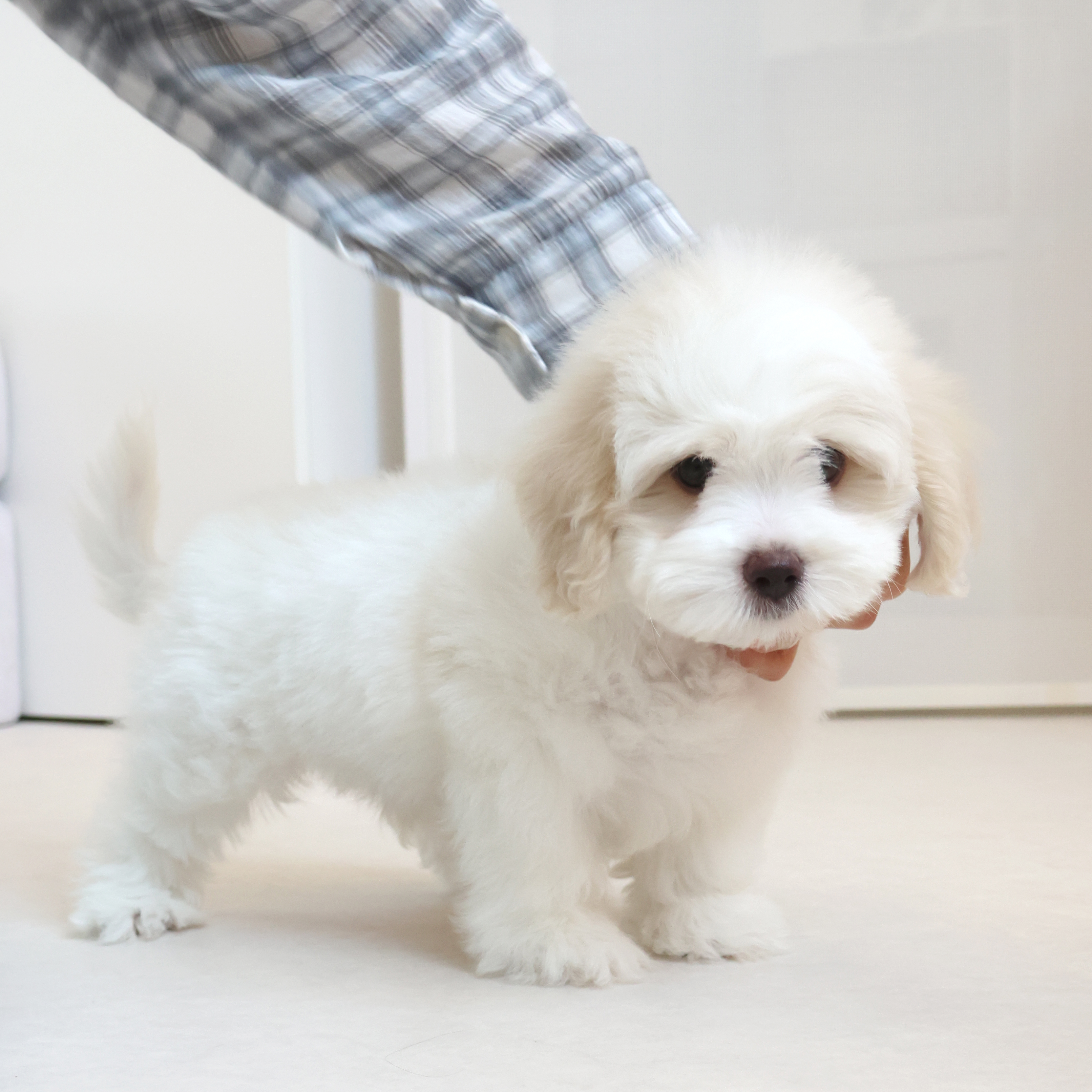 Coton de Tulear - 포포