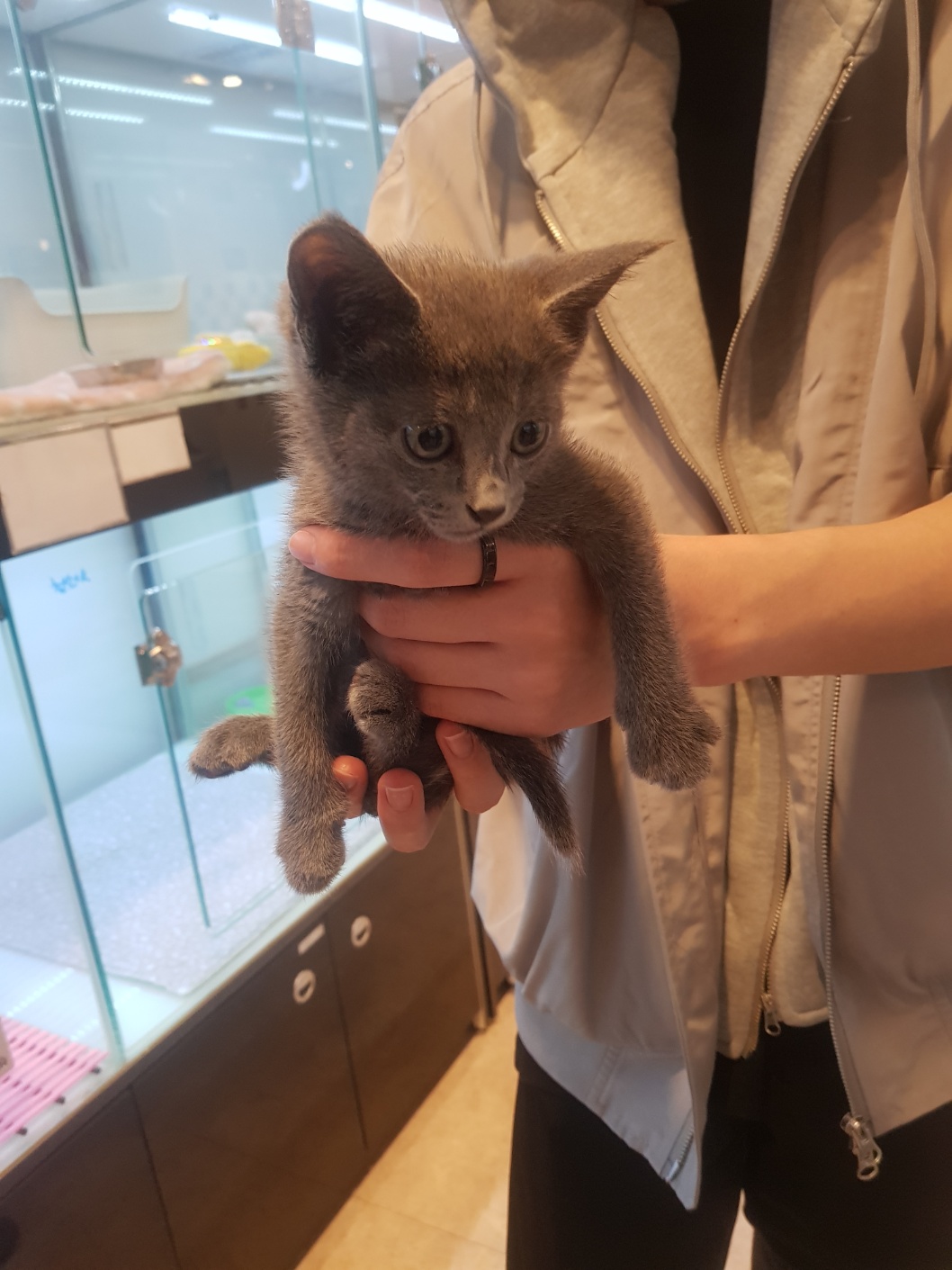 분양후기] 10-13 러시안블루 분양후기 : 강아지를 진심으로 사랑하는 소녀에서 시작된 브랜드, YOURPET (유어펫) 고객후기