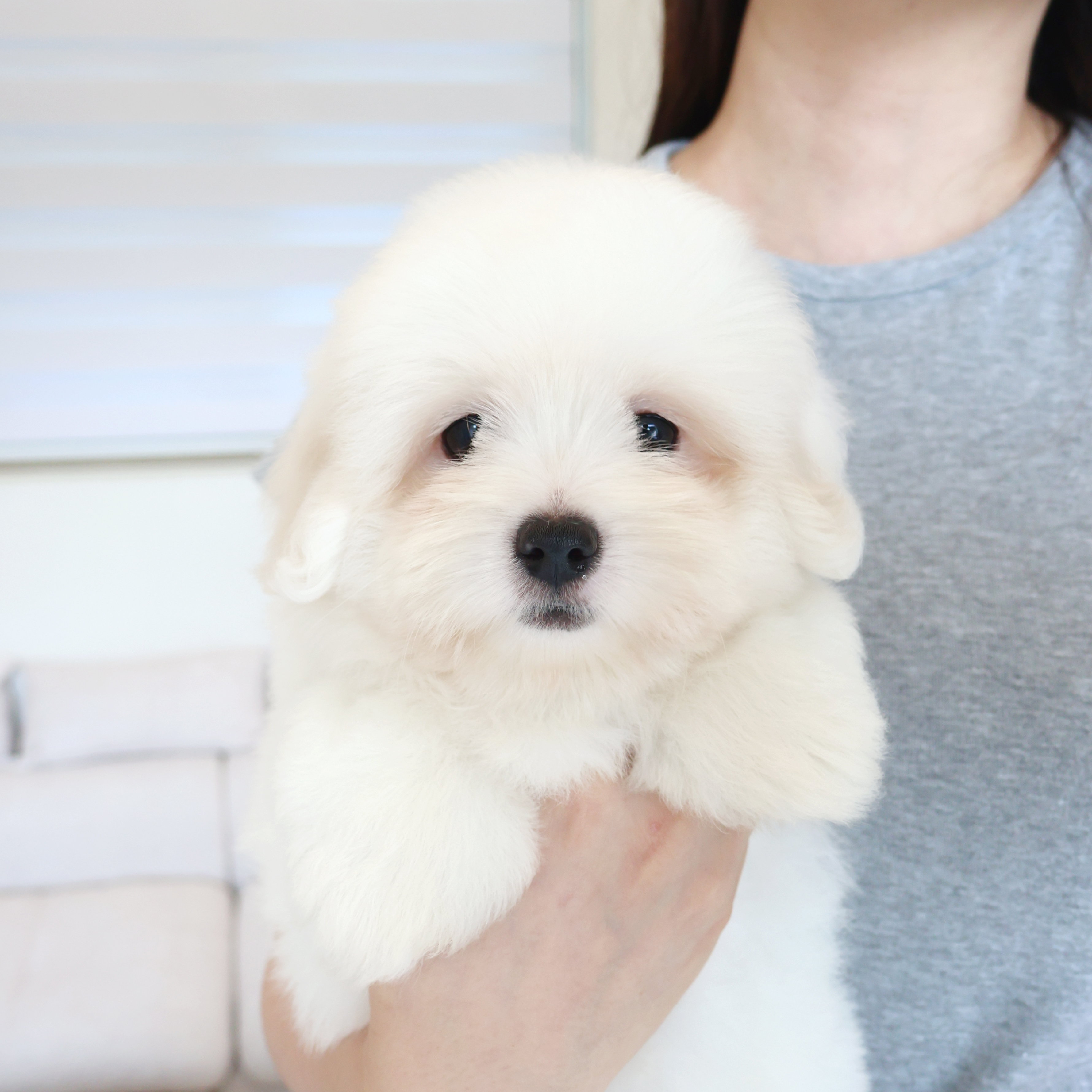 Coton de Tulear - 치치
