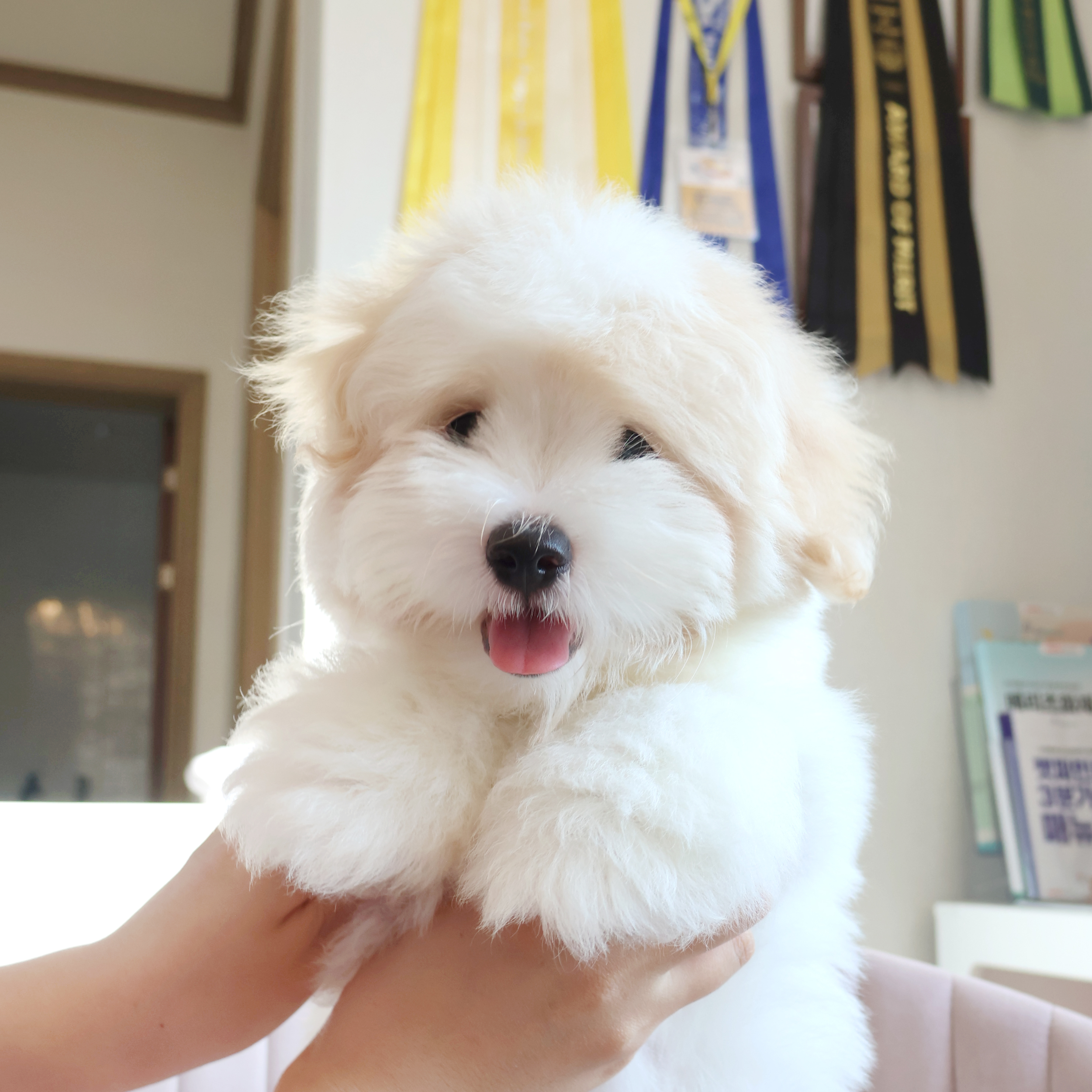 Coton de Tulear - 버터
