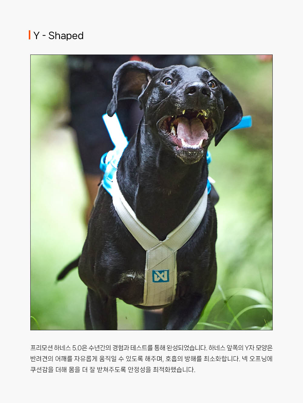 프리모션 하네스 5.0