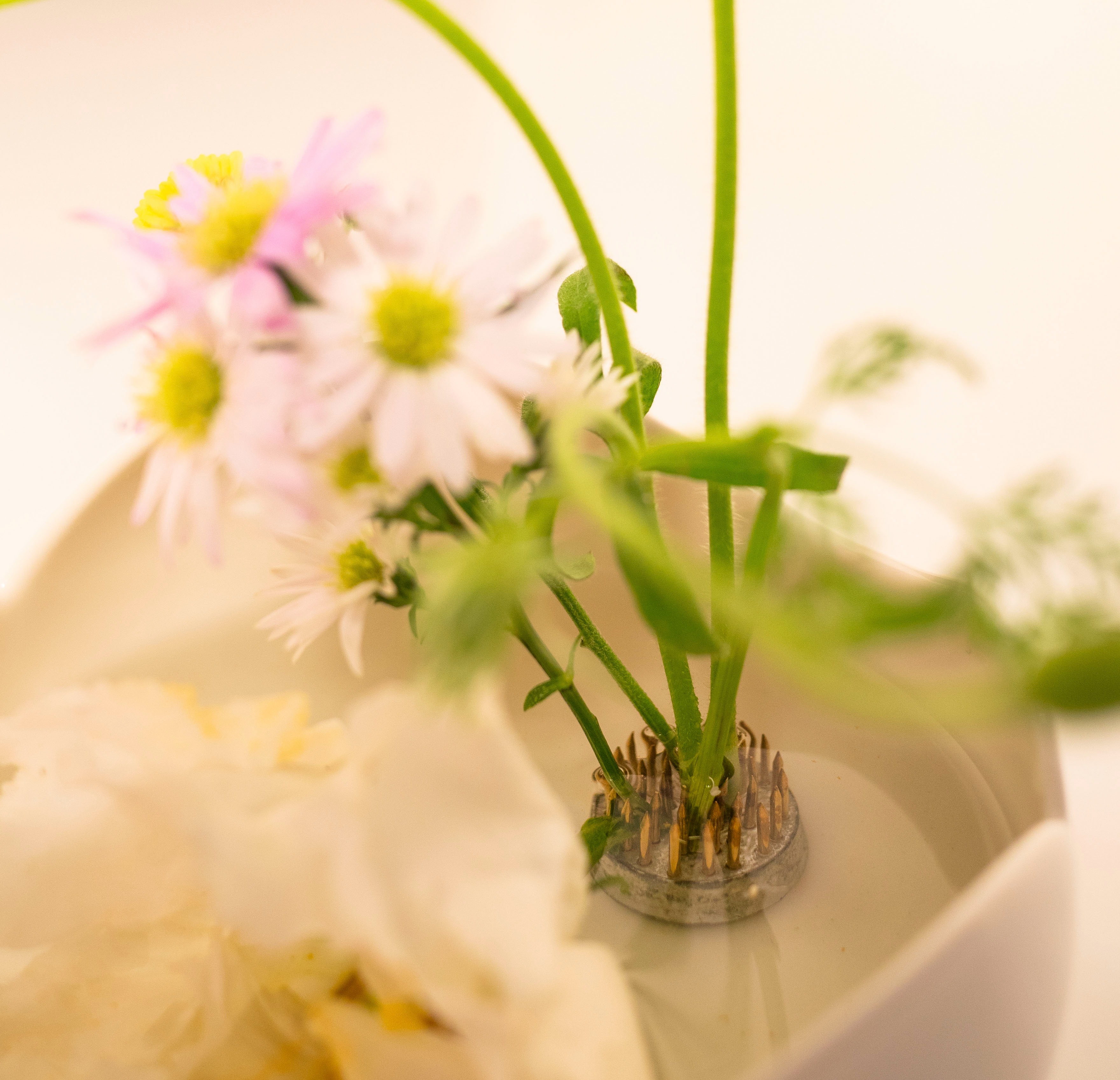 Bloom Vase/ Bowl R (S,M,L)