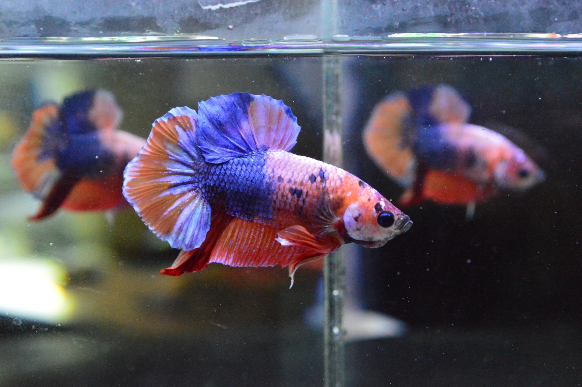 No. 5327 멀티 PK 복제