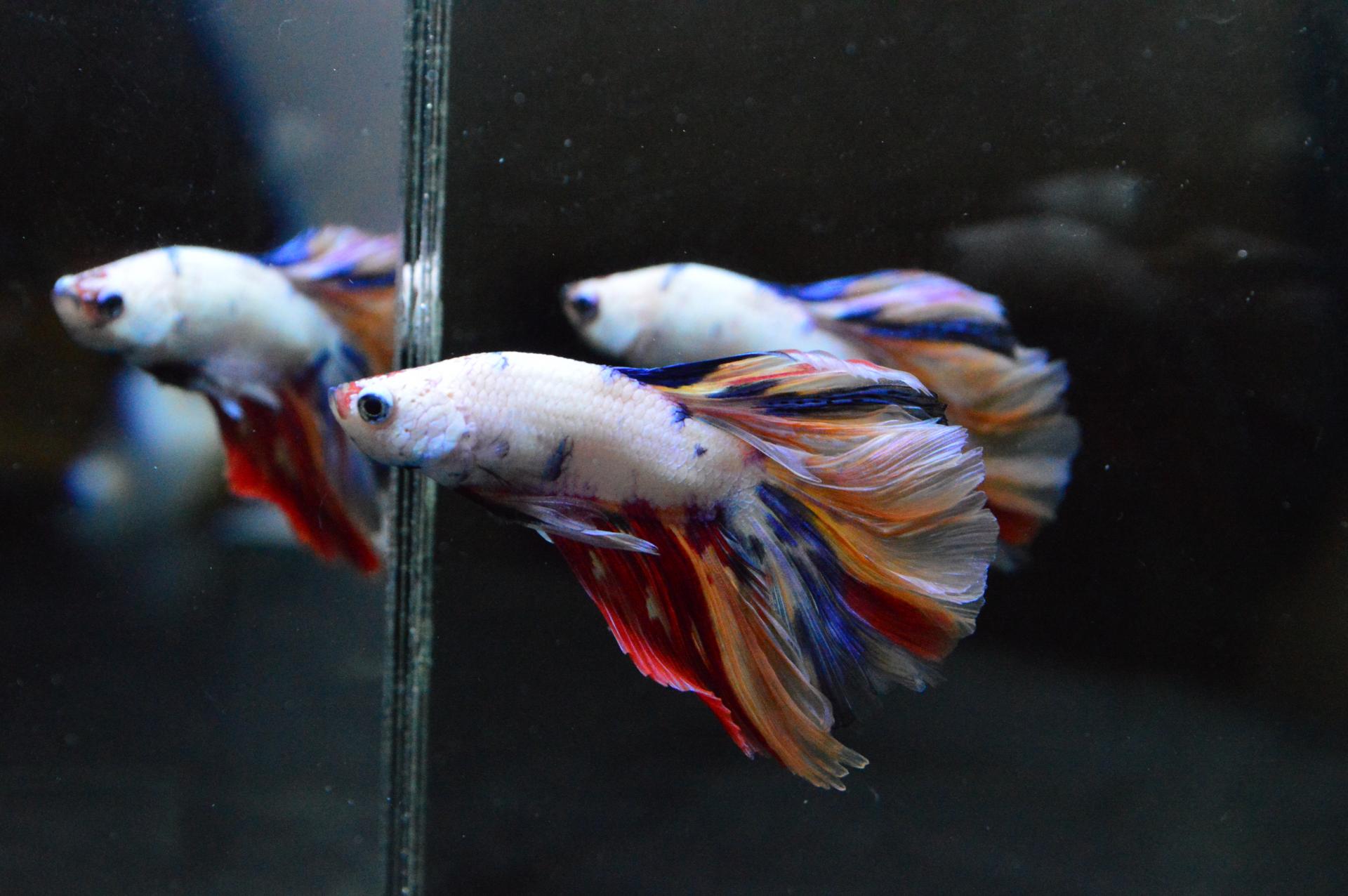 No. 5294 멀티 HM