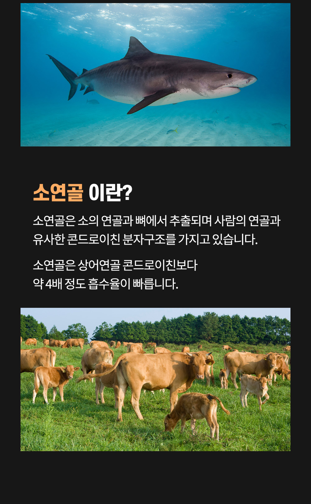 2번-콘드로이친-3.jpg