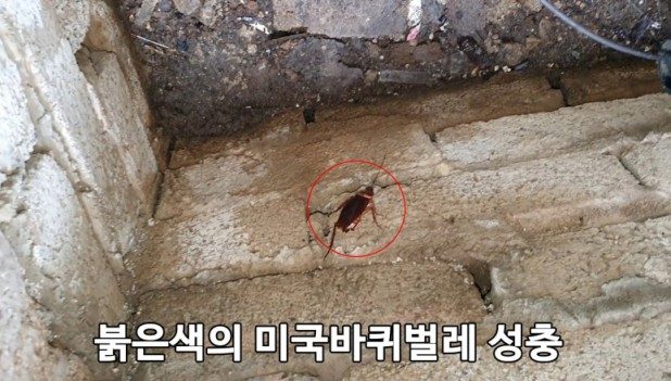 바퀴벌레 종류 및 퇴치방식 설명.. 집바퀴벌레 및 실외 일본바퀴벌레 : 사진,동영상 갤러리 바퀴벌레 종류 및 퇴치방식 설명.. 집바퀴벌레 및 실외 일본바퀴벌레 : 사진,동영상 갤러리