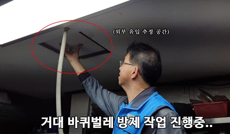 미국바퀴벌레 퇴치, 엄지손가락만한 바퀴벌레 퇴치 방법 : 사진,동영상 갤러리 미국바퀴벌레 퇴치, 엄지손가락만한 바퀴벌레 퇴치 방법 : 사진,동영상 갤러리