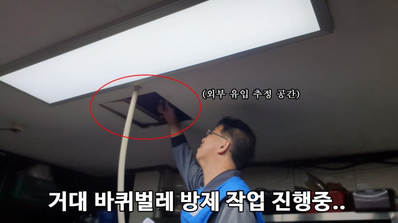 미국바퀴벌레 퇴치, 엄지손가락만한 바퀴벌레 퇴치 방법 : 사진,동영상 갤러리 미국바퀴벌레 퇴치, 엄지손가락만한 바퀴벌레 퇴치 방법 : 사진,동영상 갤러리