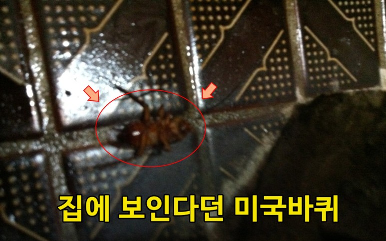 미국바퀴벌레 퇴치, 엄지손가락만한 바퀴벌레 퇴치 방법 : 사진,동영상 갤러리 미국바퀴벌레 퇴치, 엄지손가락만한 바퀴벌레 퇴치 방법 : 사진,동영상 갤러리