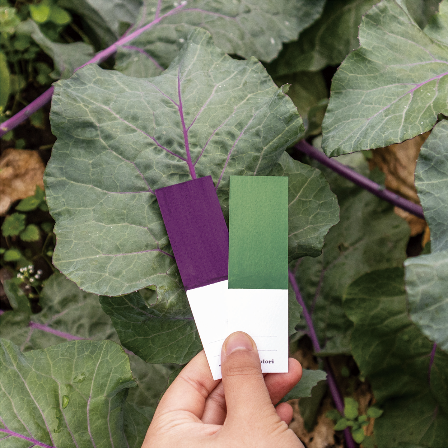 november_kohlrabi_07.png