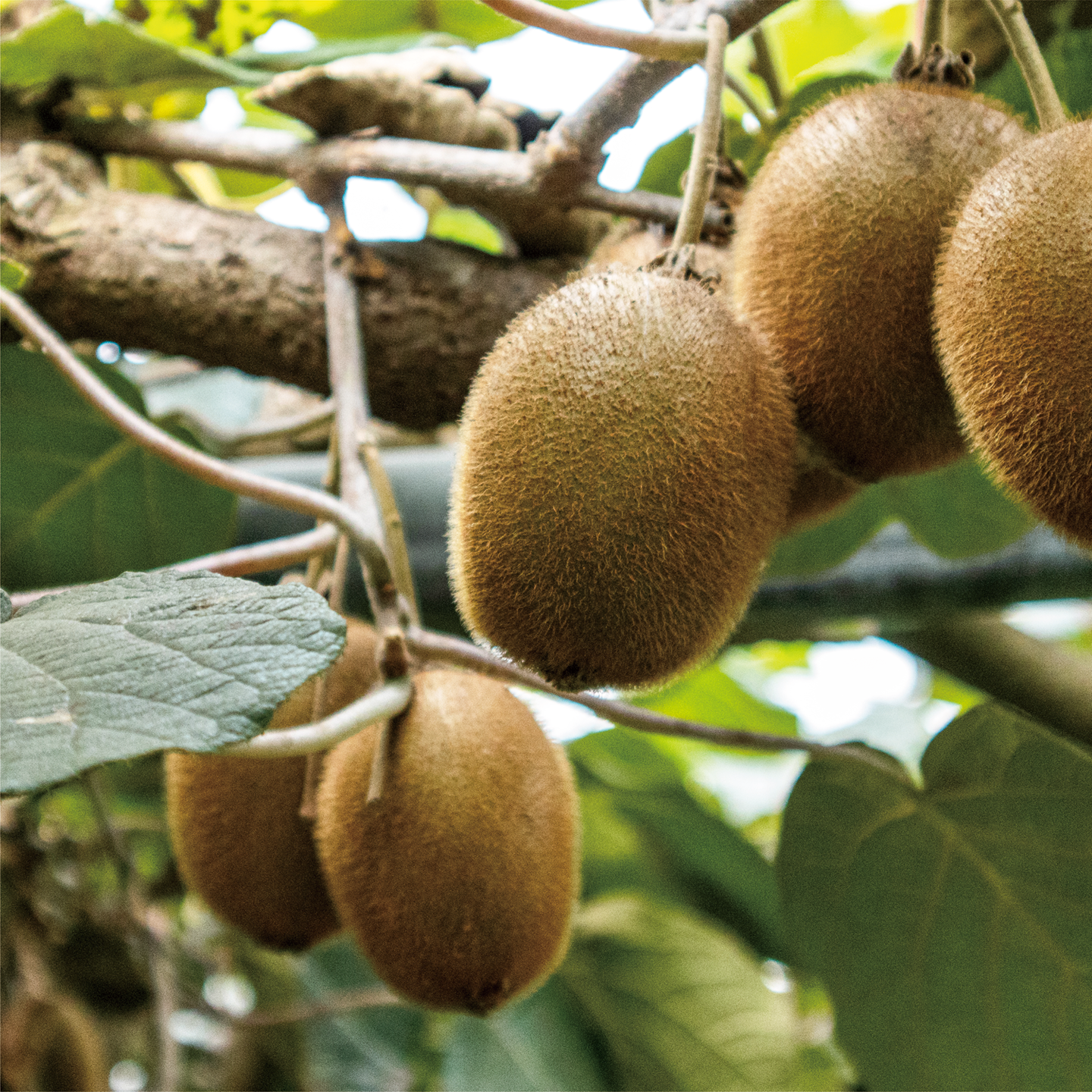 october_green kiwi-11.png