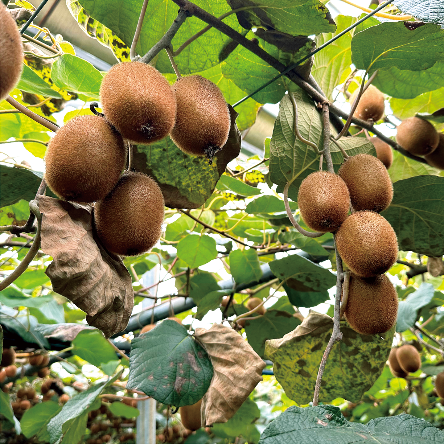 october_green kiwi-07.png