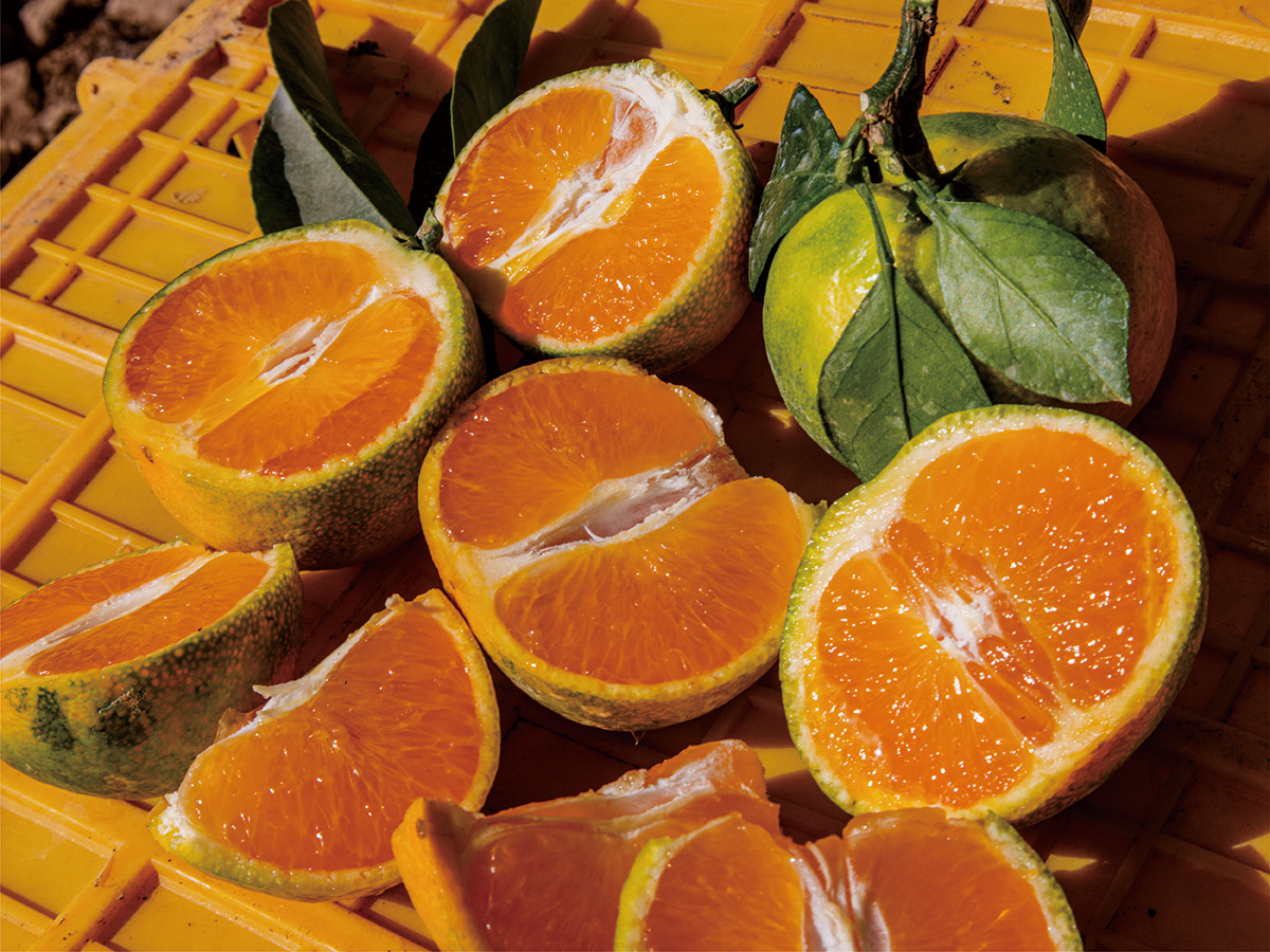 blog_september_young mandarin-10.png