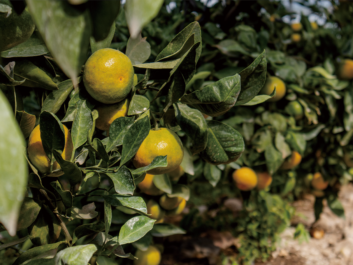 blog_september_young mandarin-11.png