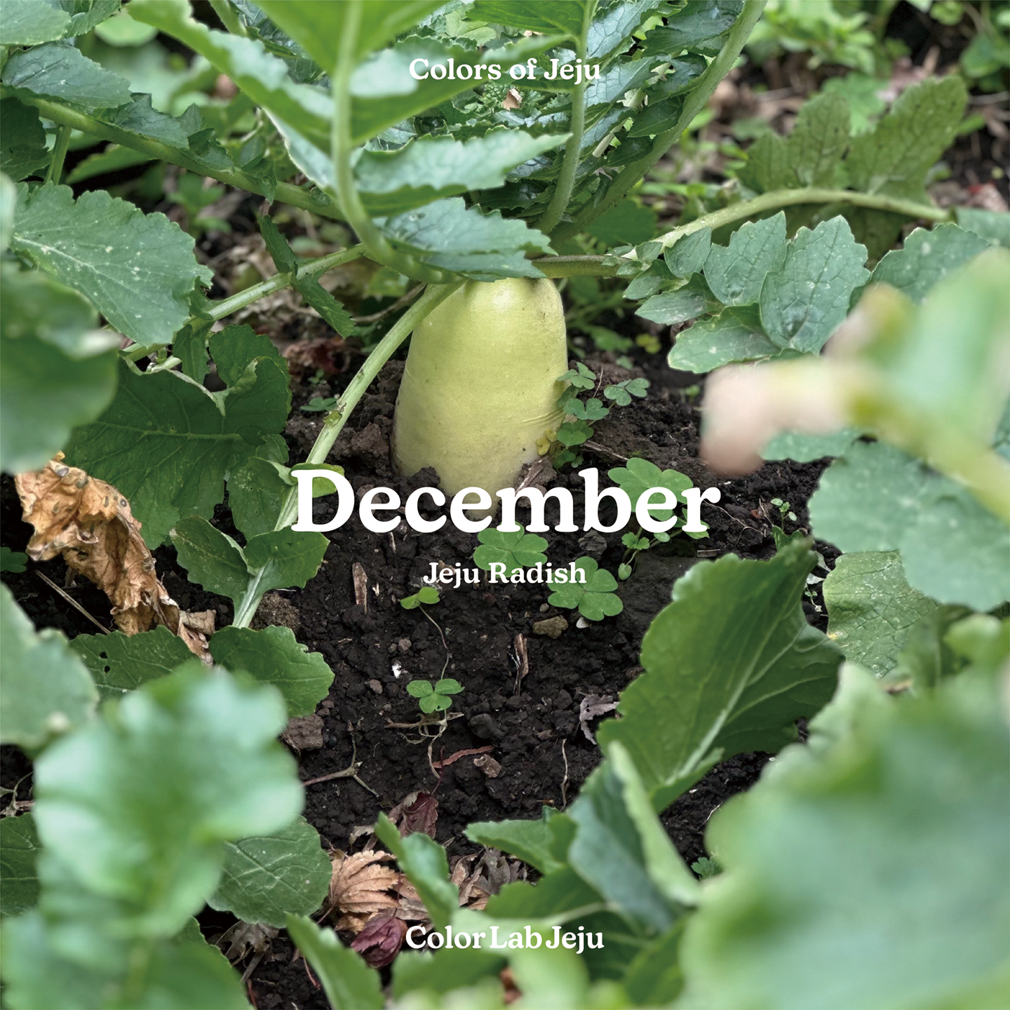 december_radish_14.png