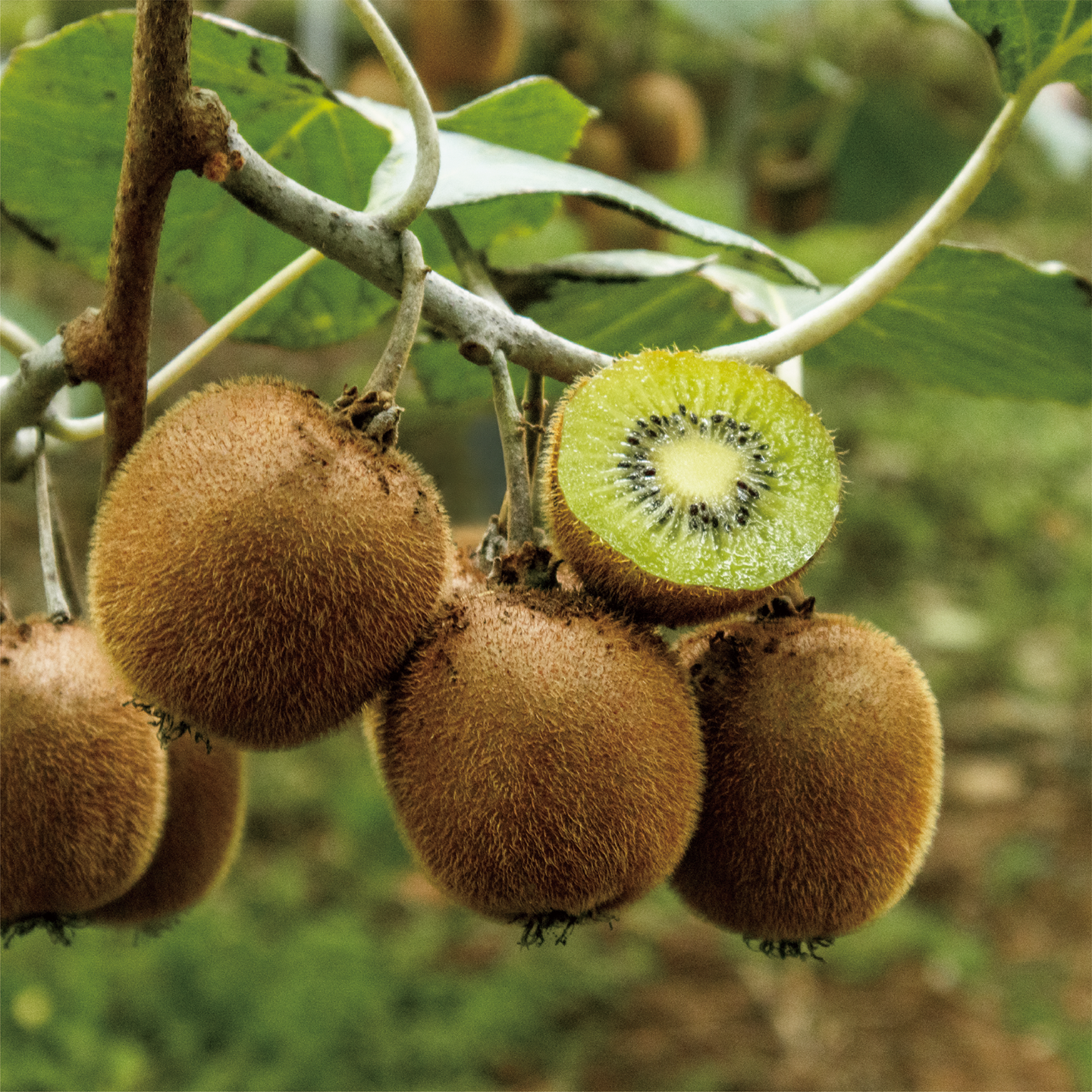 october_green kiwi-08.png