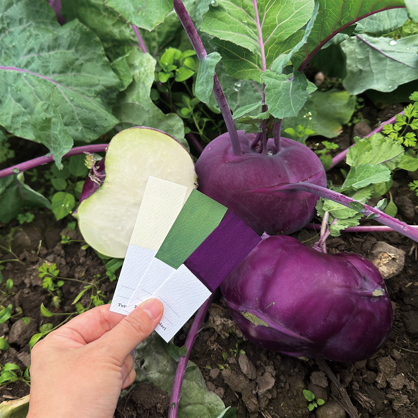 november_kohlrabi_06.png