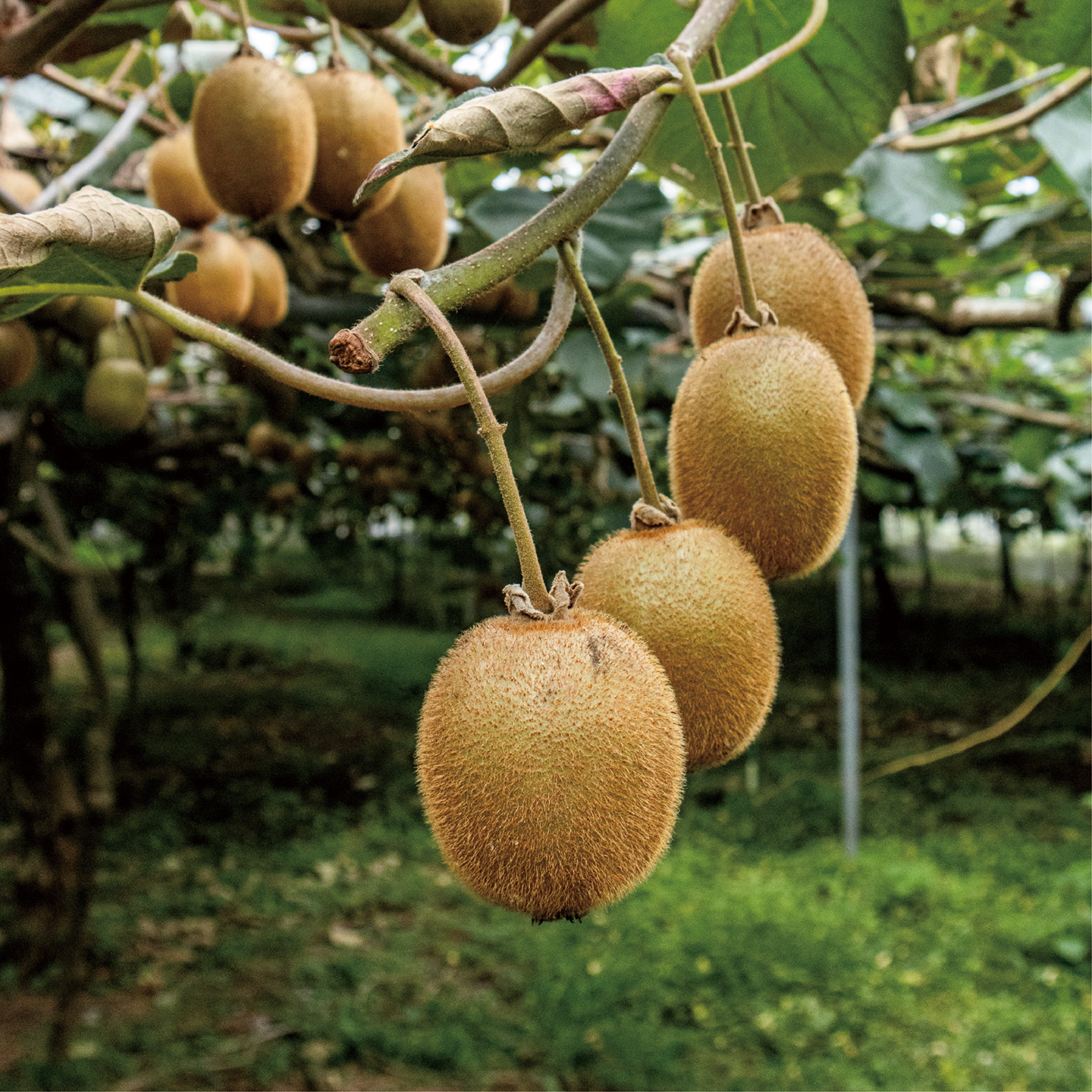 october_green kiwi-05.png