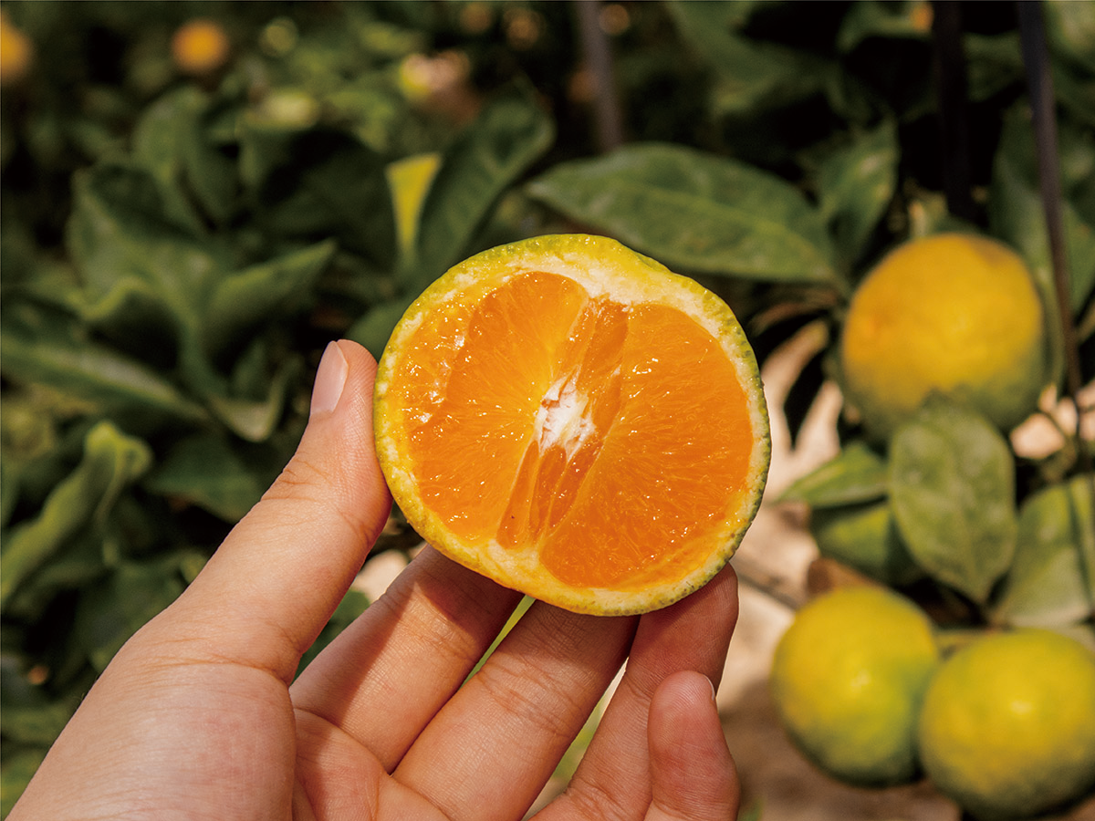 blog_september_young mandarin-03.png