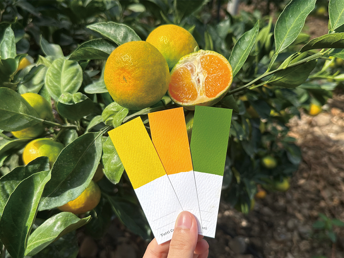 blog_september_young mandarin-04.jpg