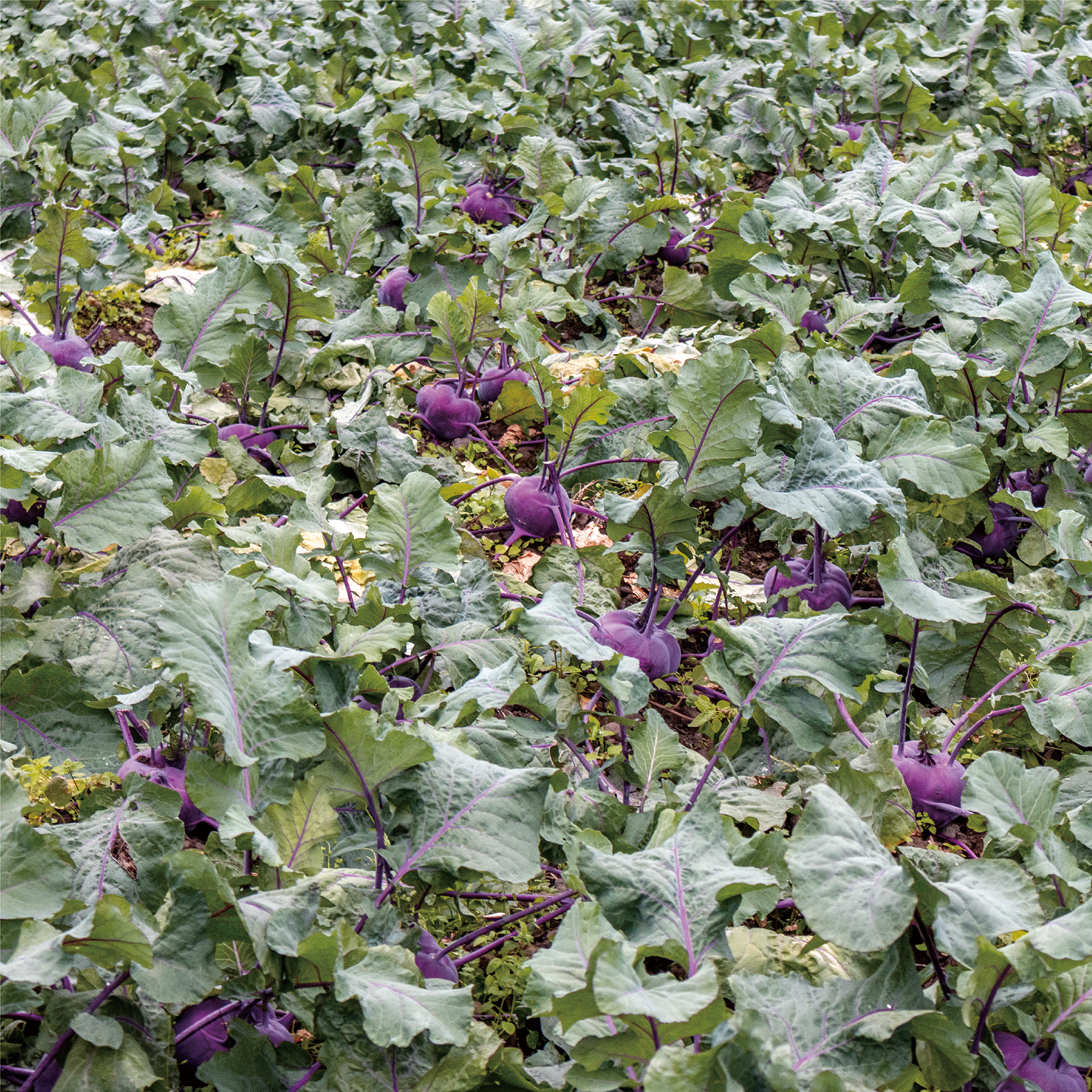 november_kohlrabi_04.png
