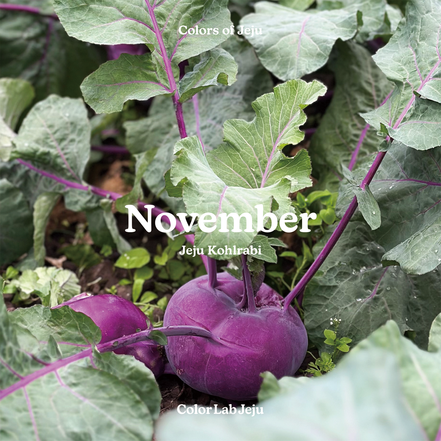 november_kohlrabi_11.png
