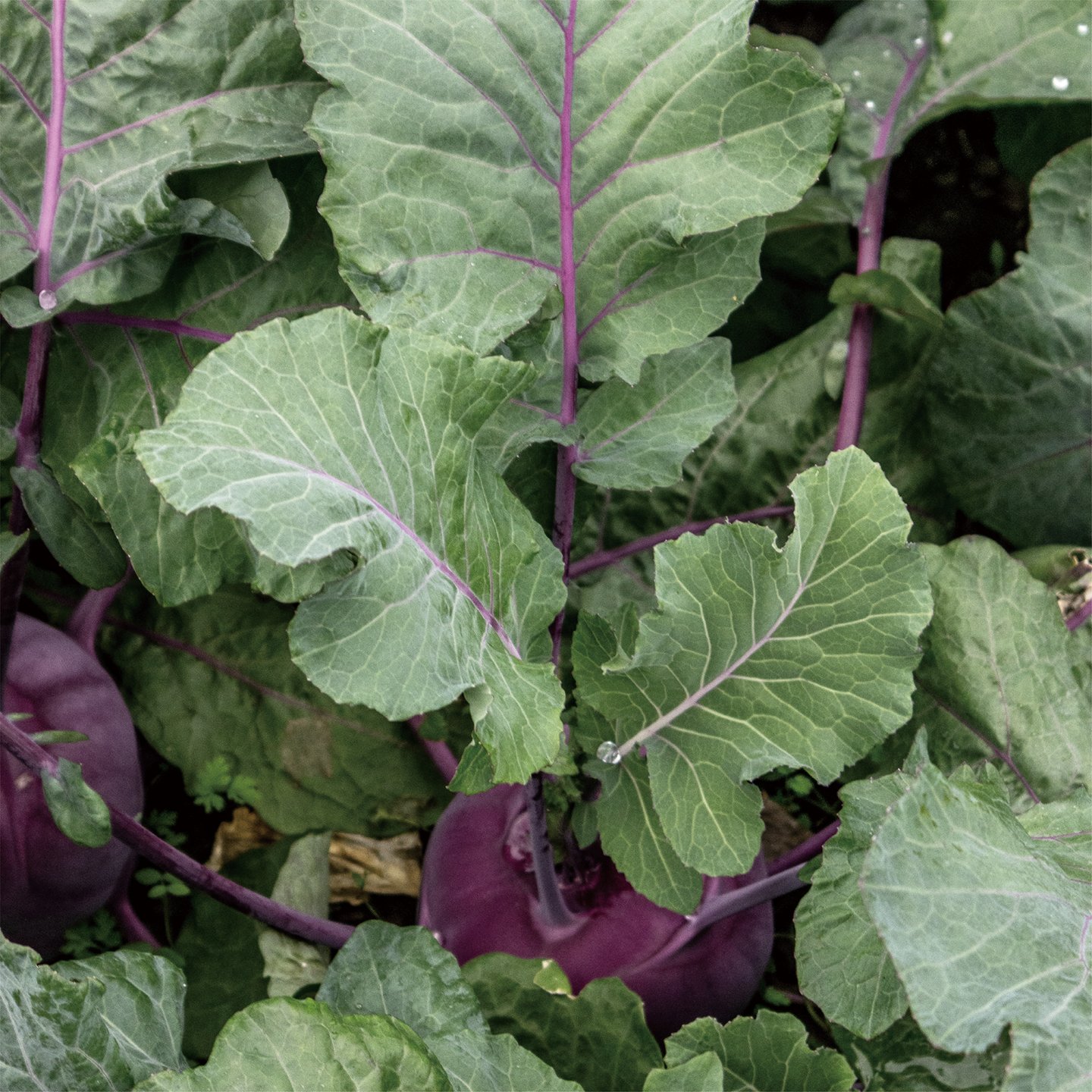 november_kohlrabi_08.png
