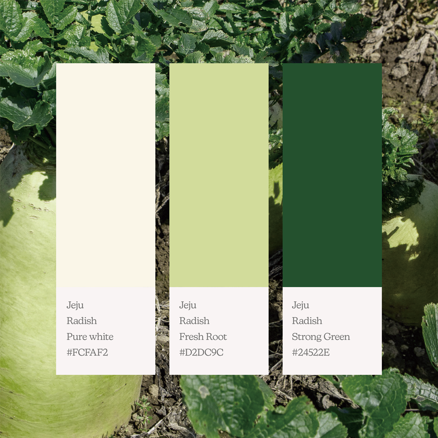 december_radish_02.png