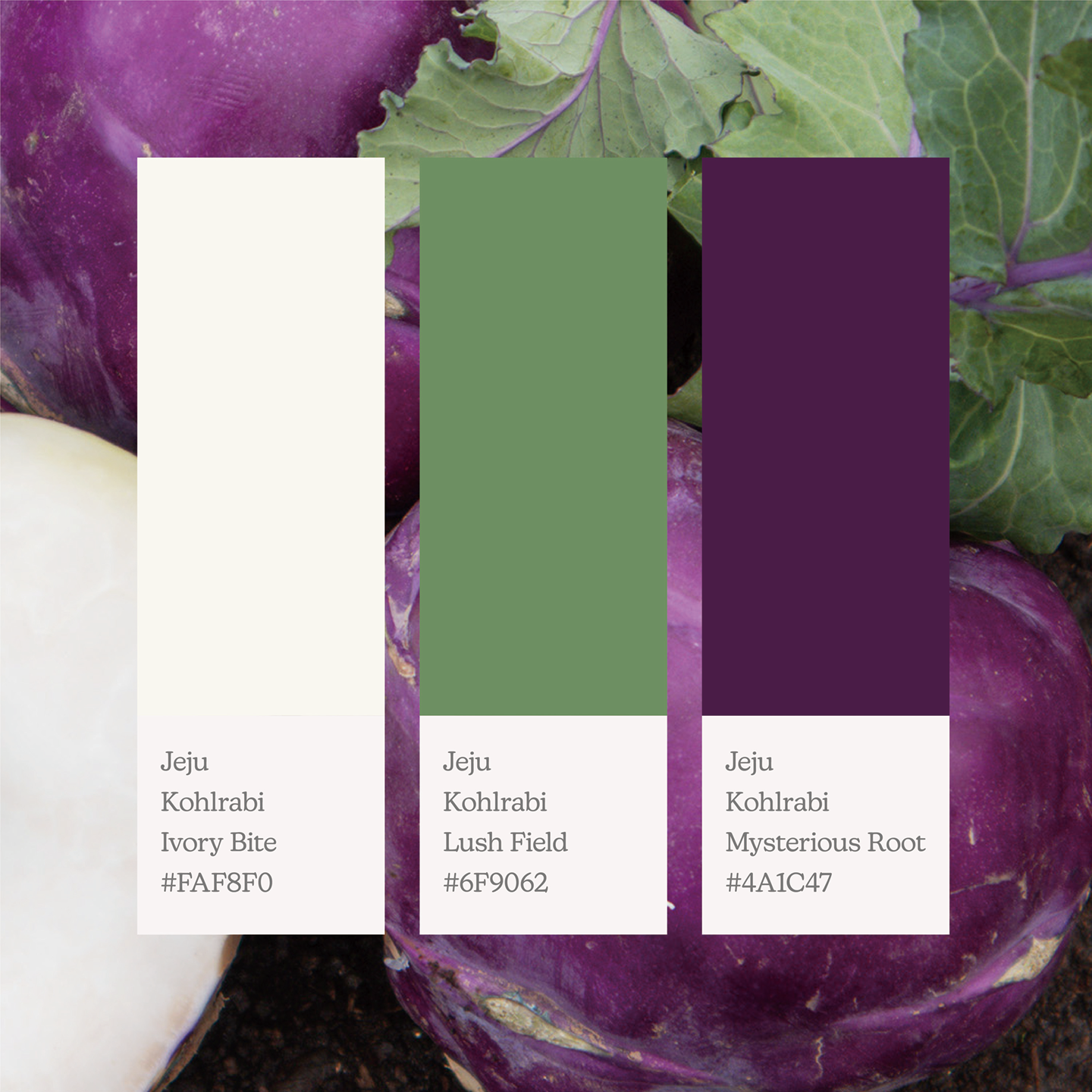 november_kohlrabi_02.png
