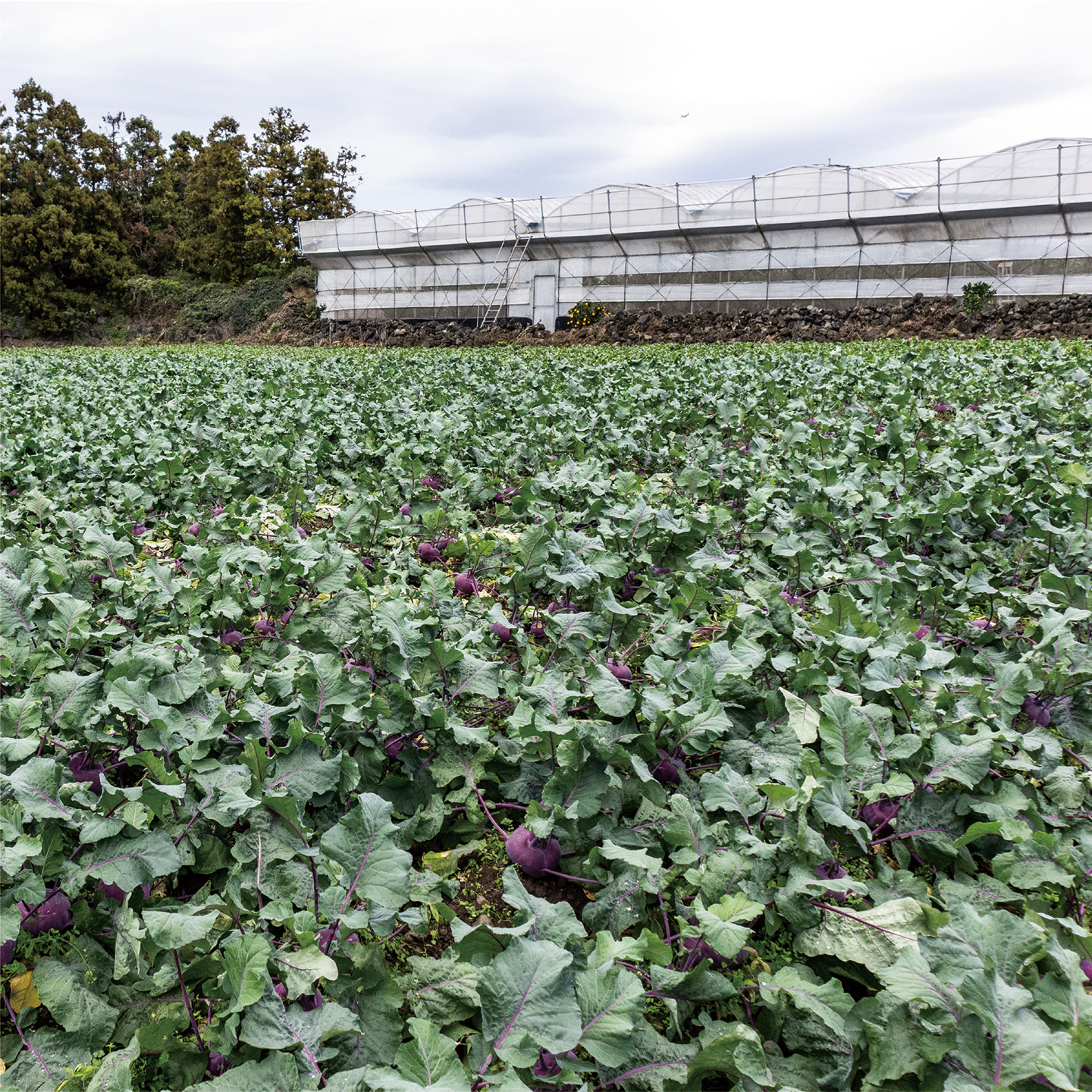 november_kohlrabi_12.png
