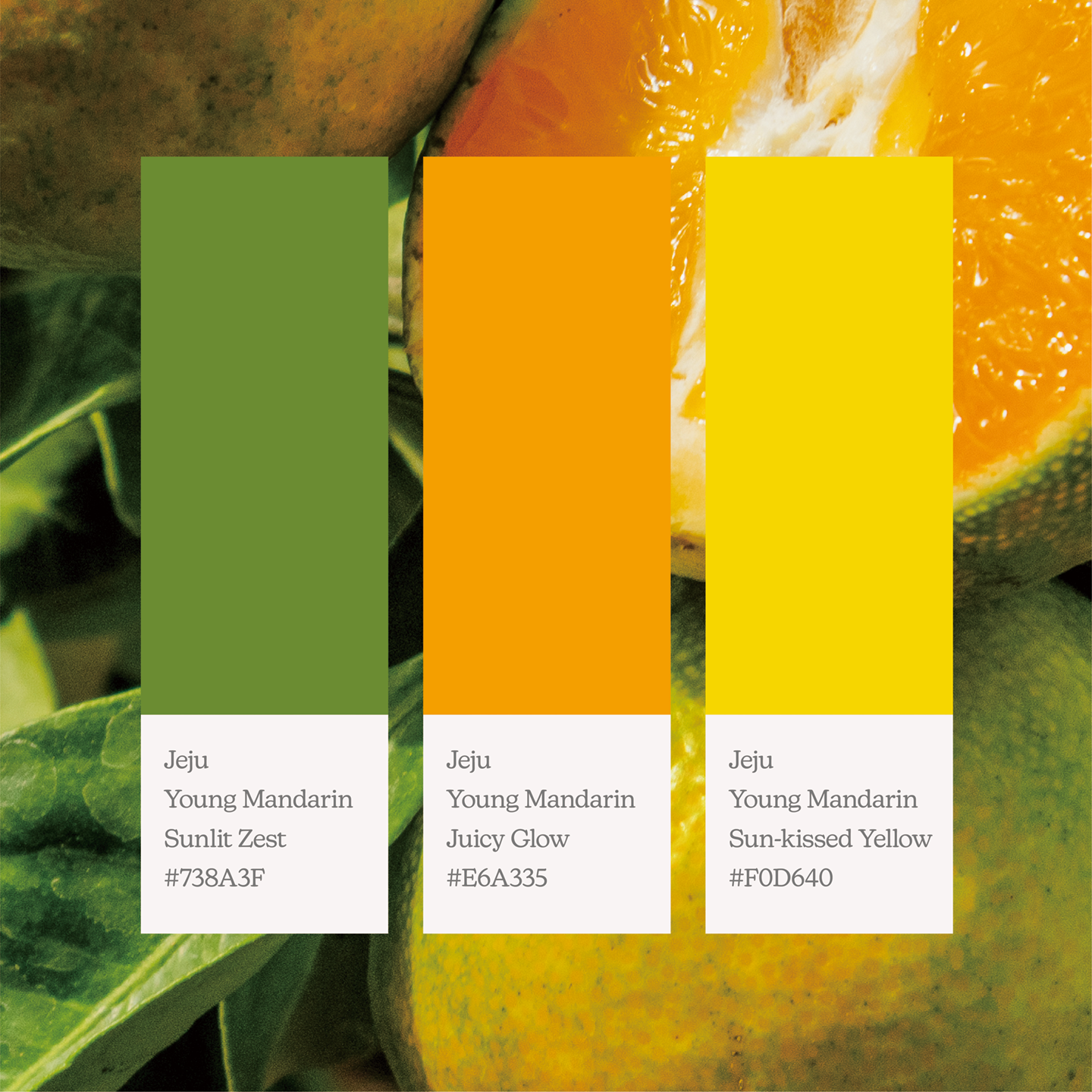 september_young mandarin-02.png